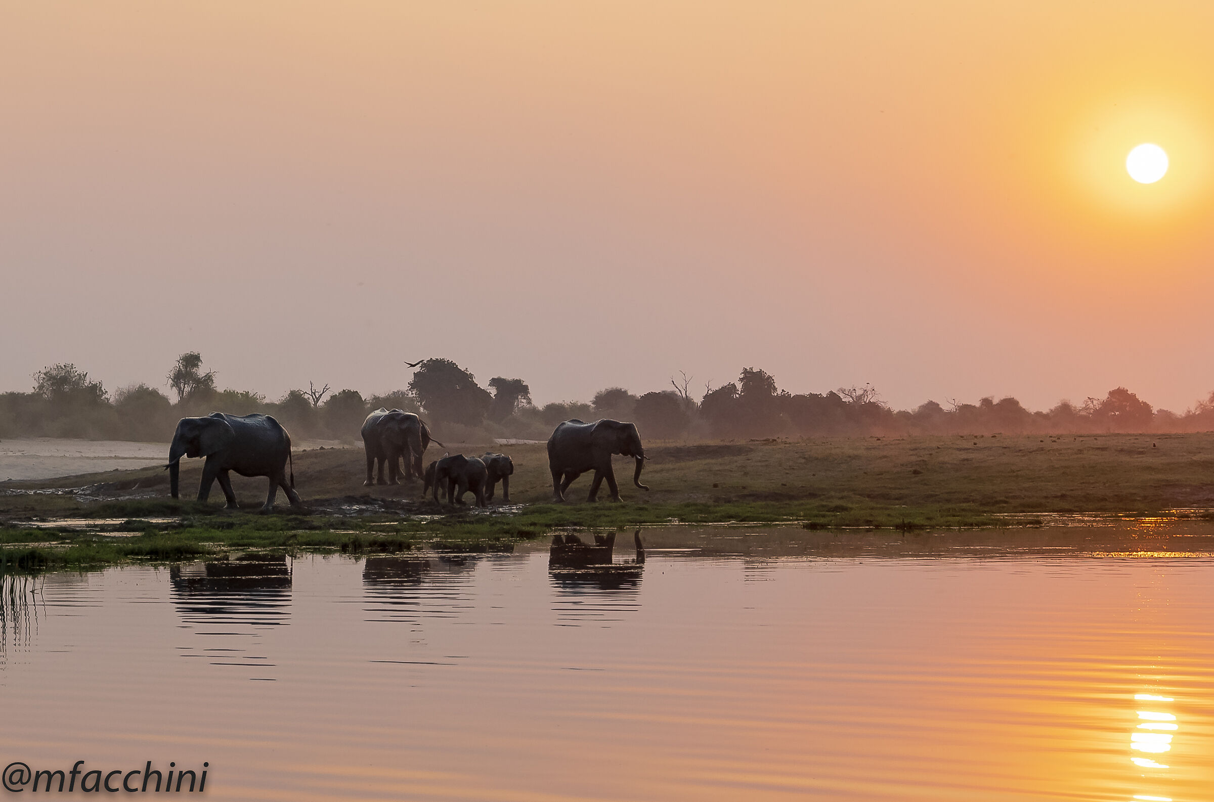 Elephants