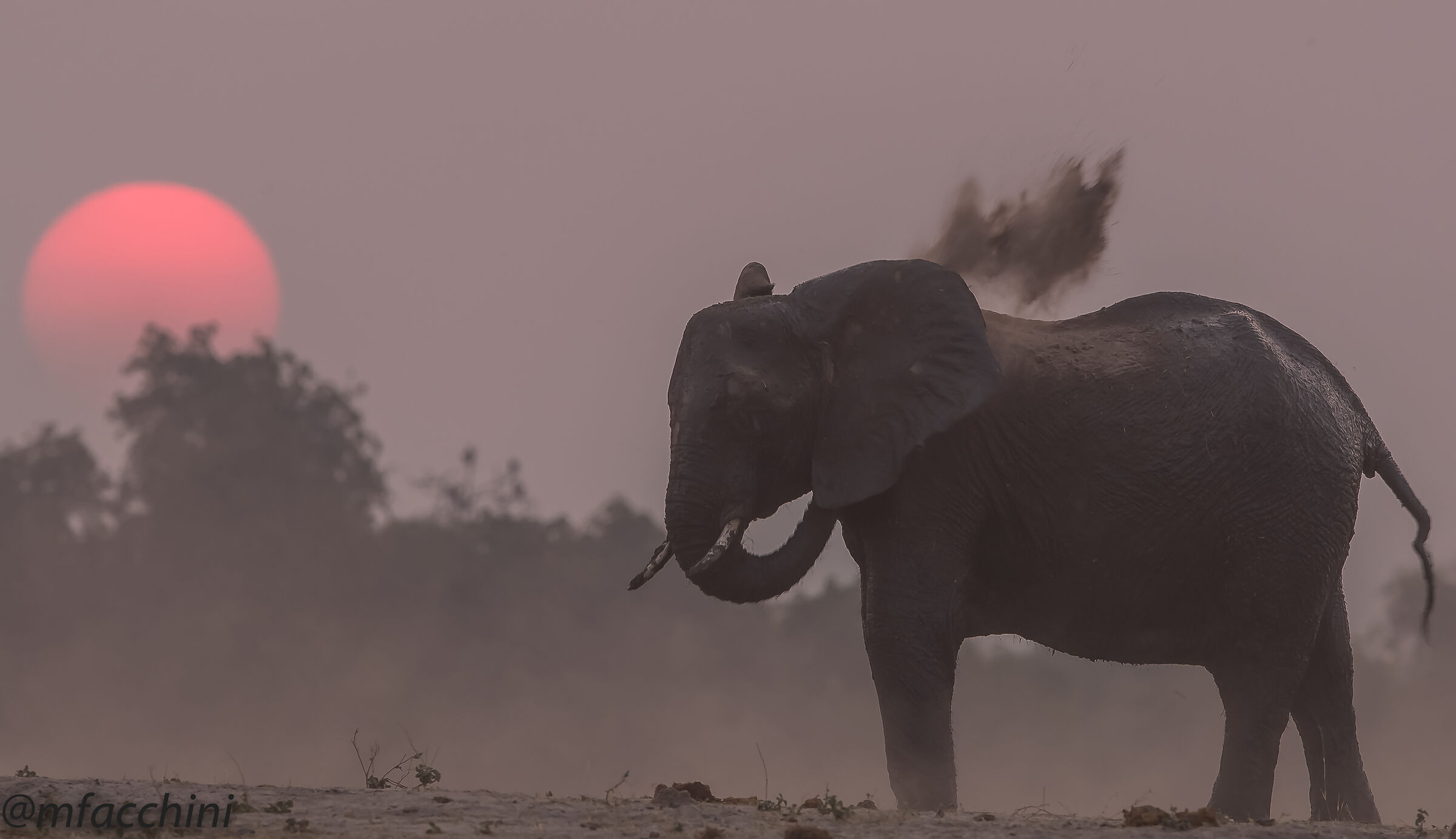 Elephant & Dust