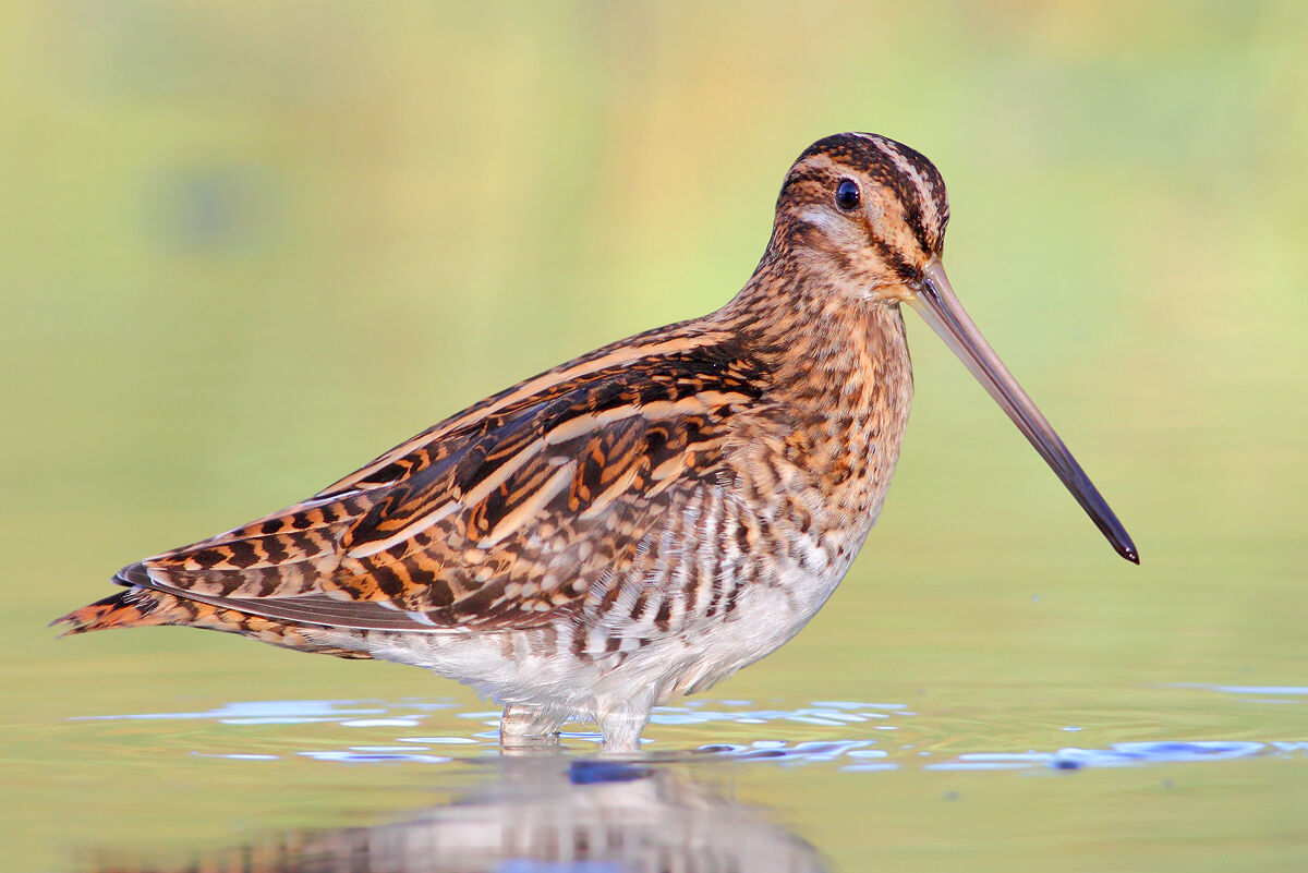 Snipe