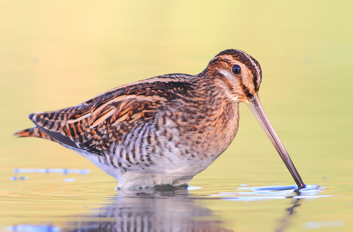 Snipe