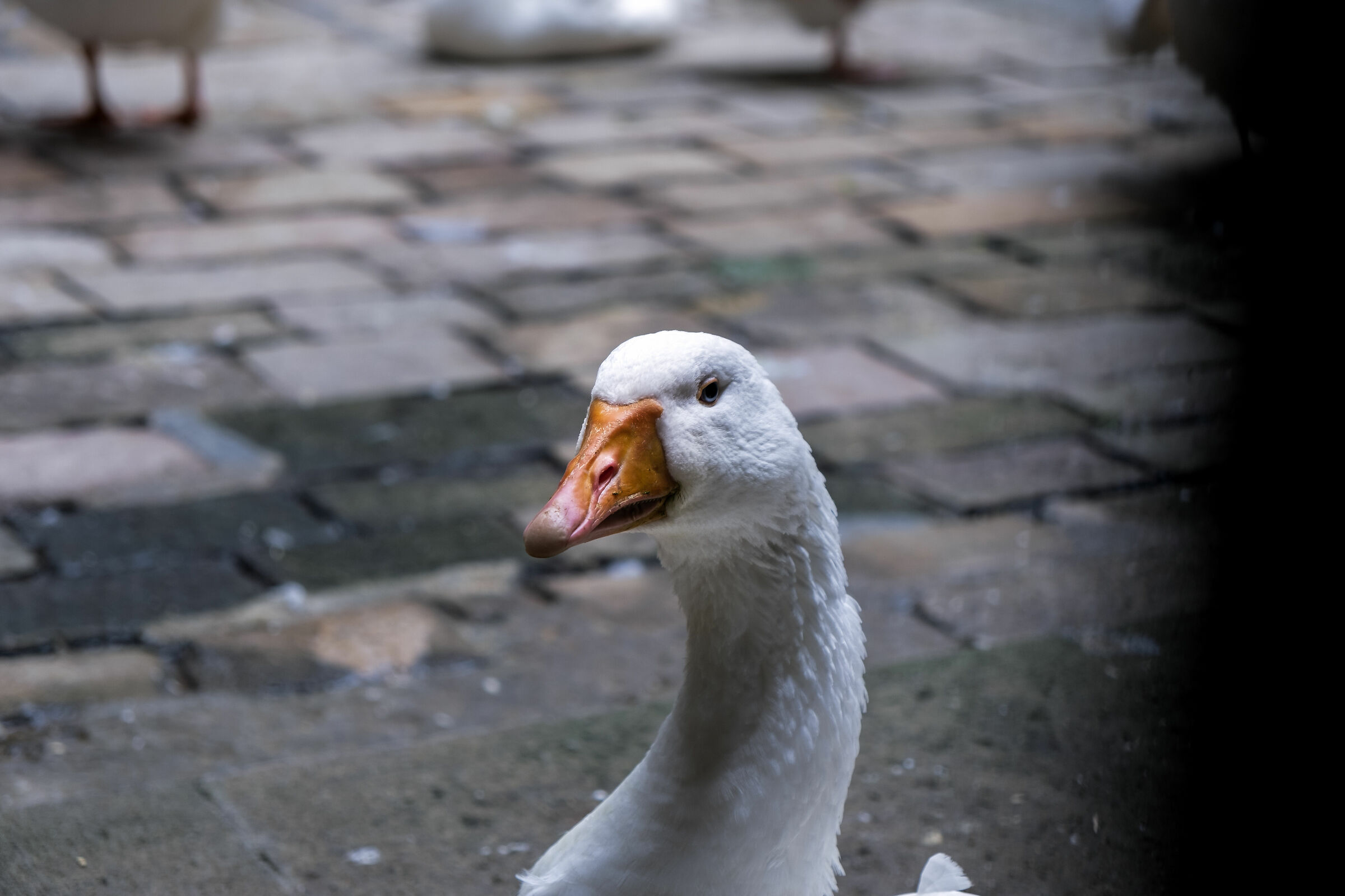 goose in Barcelona