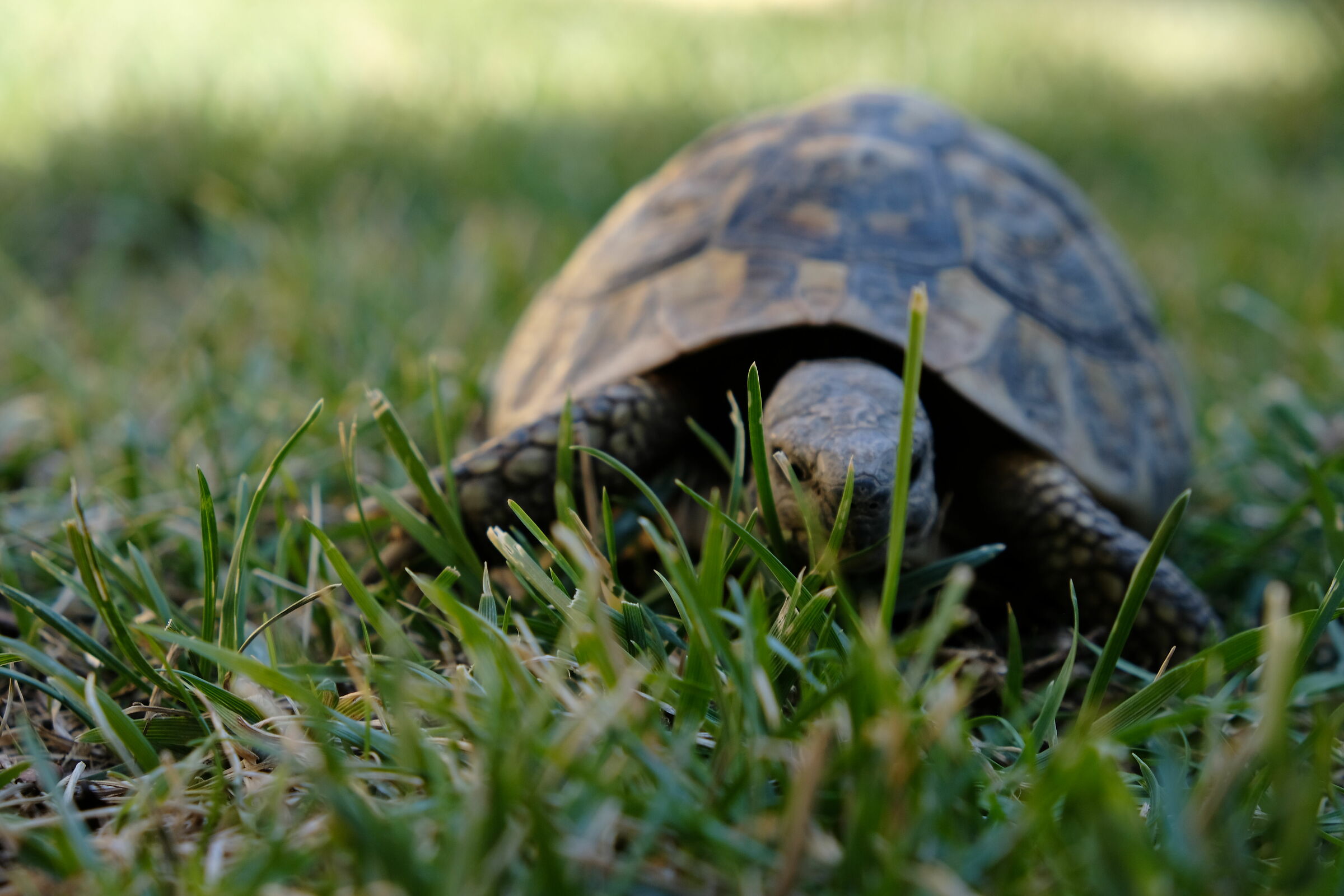 ground turtle