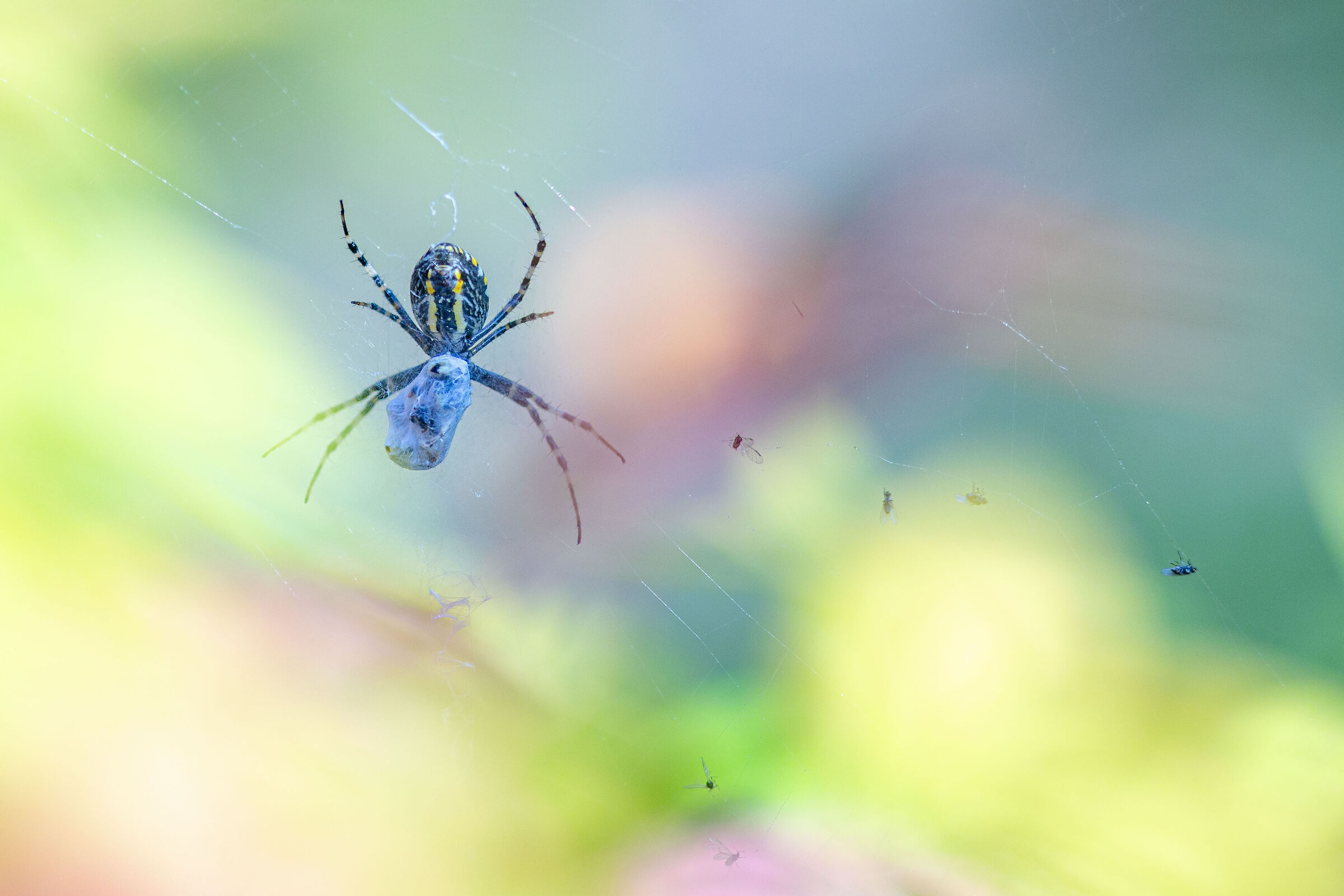 The spider and his dinner