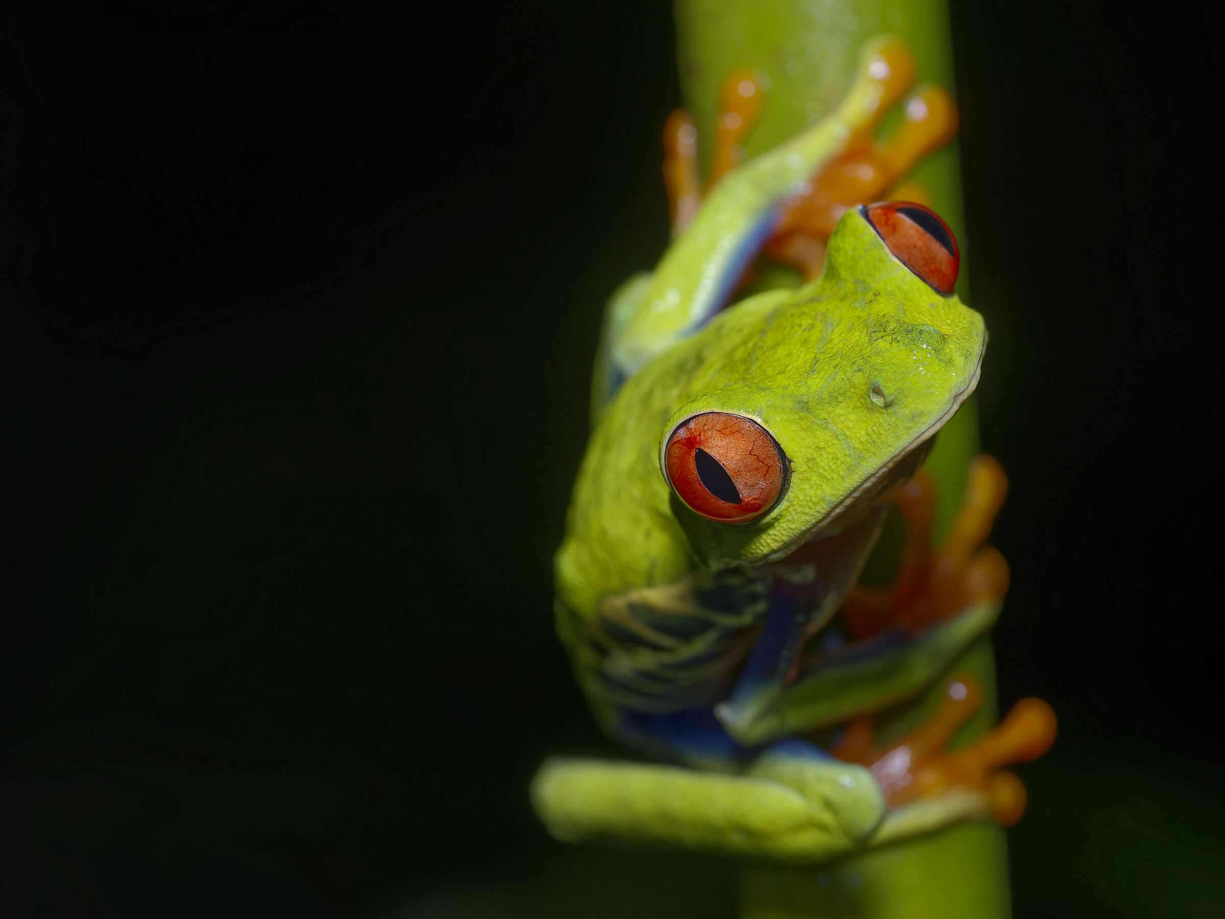 Callidryas agalychnis