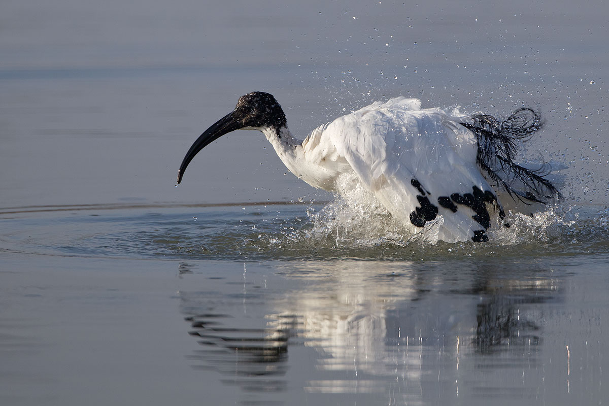 Il bagno dell'Ibis sacro