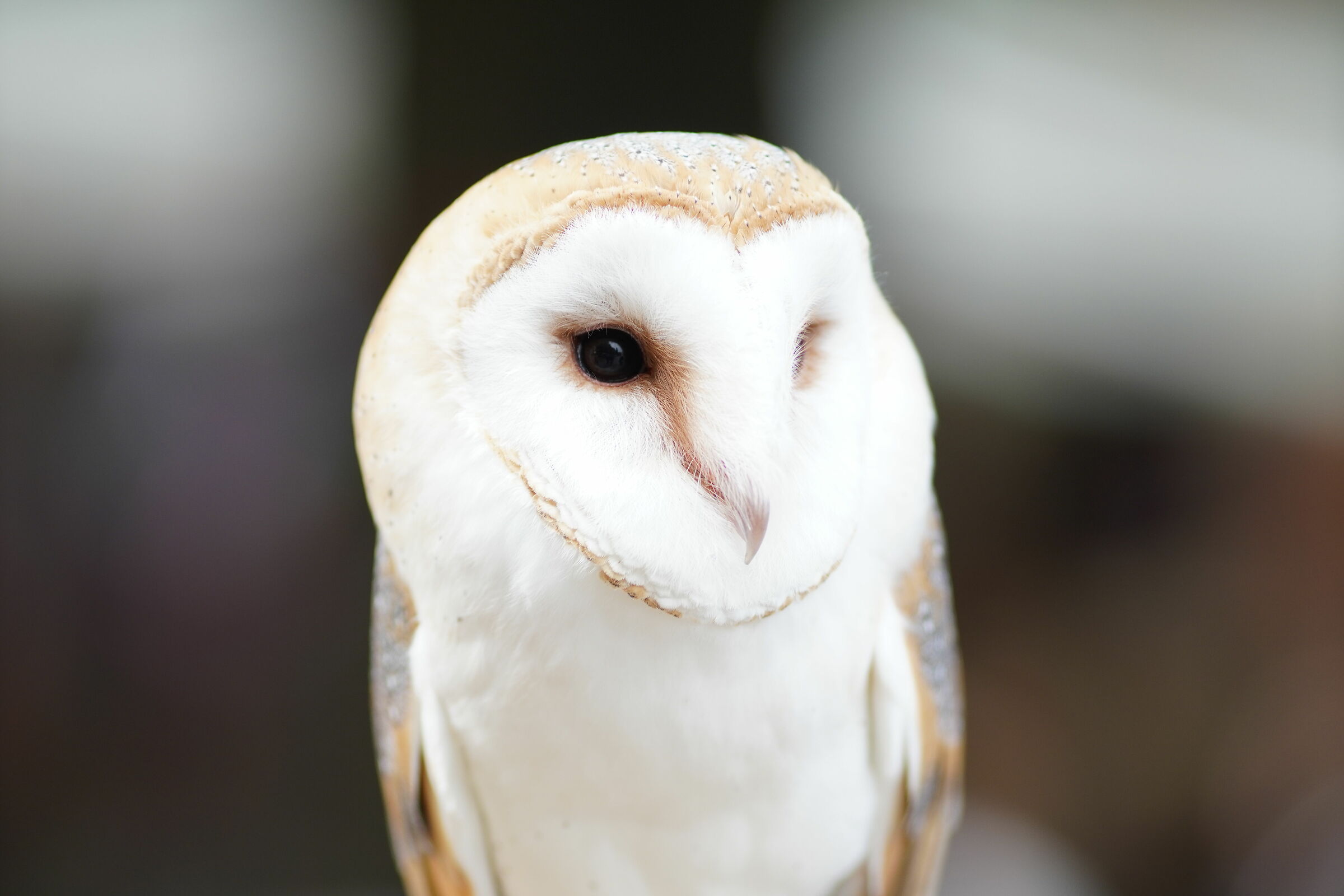 Barbagianni (Tyto alba)