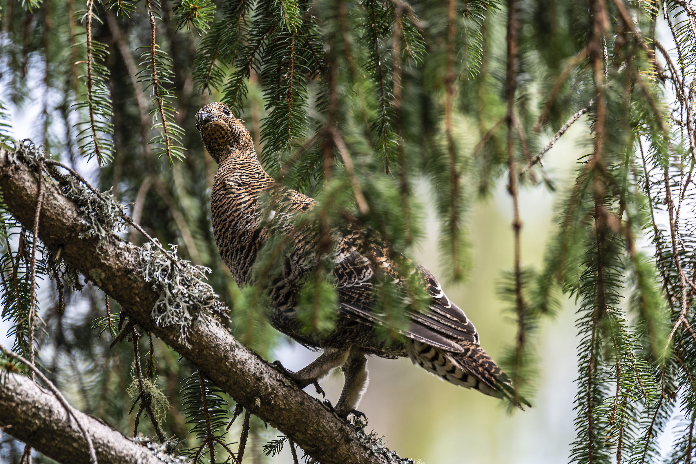 Femmina di gallo forcello