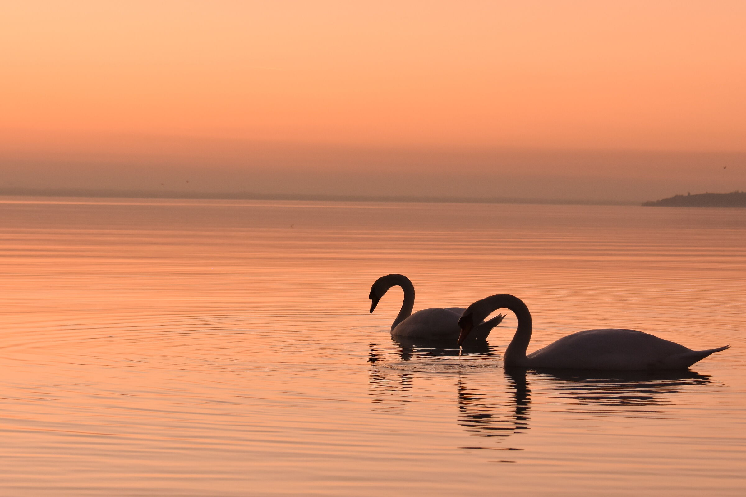 I cigni innamorati al lago Trasimeno