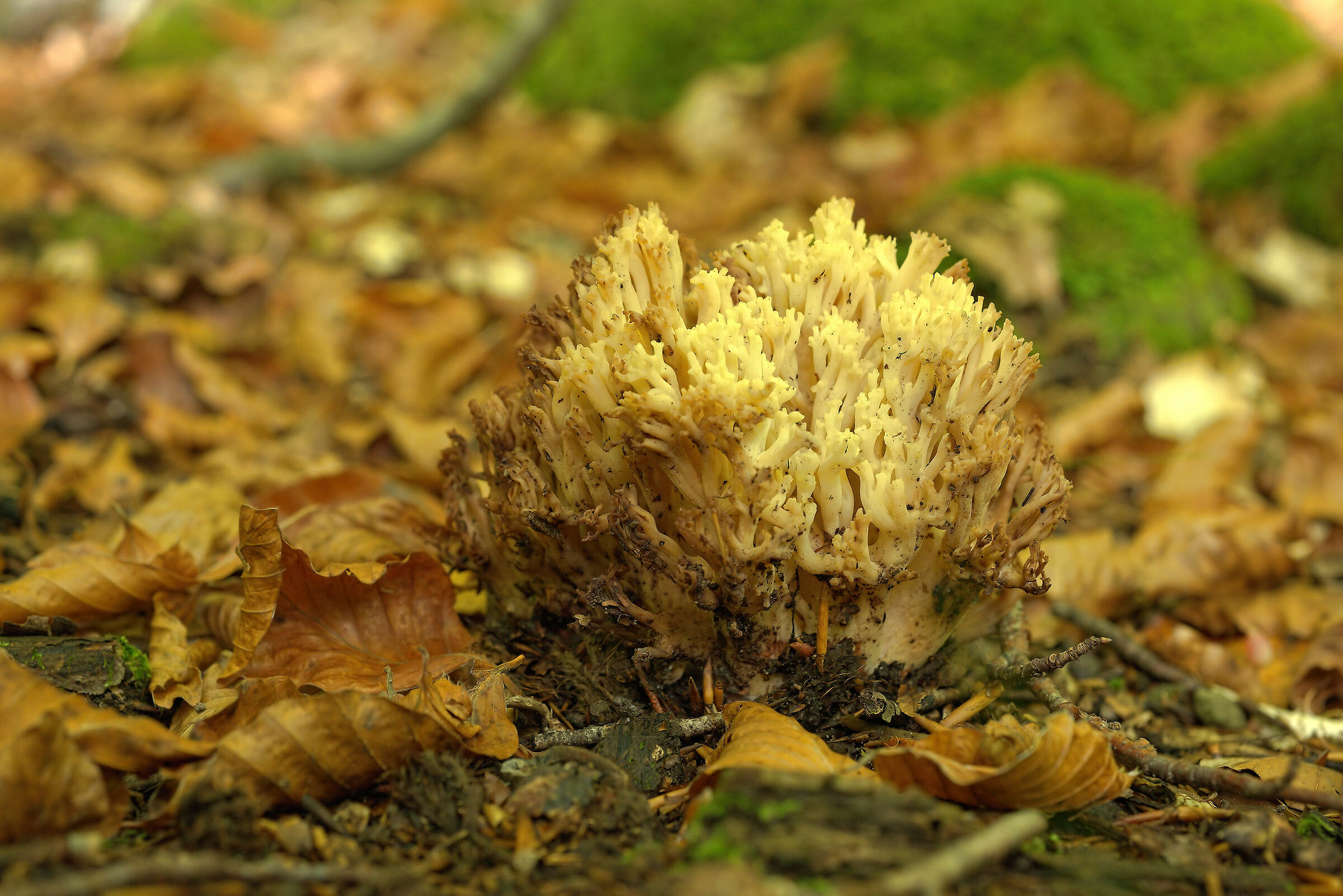 Clavaria