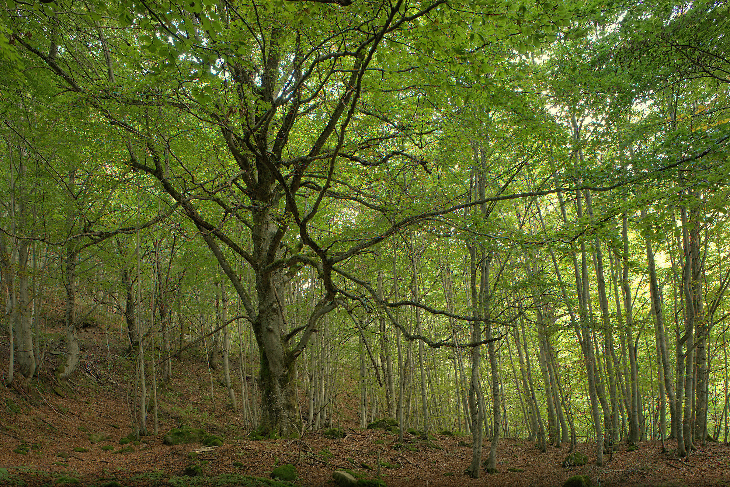 Faggeta downstream Castellana