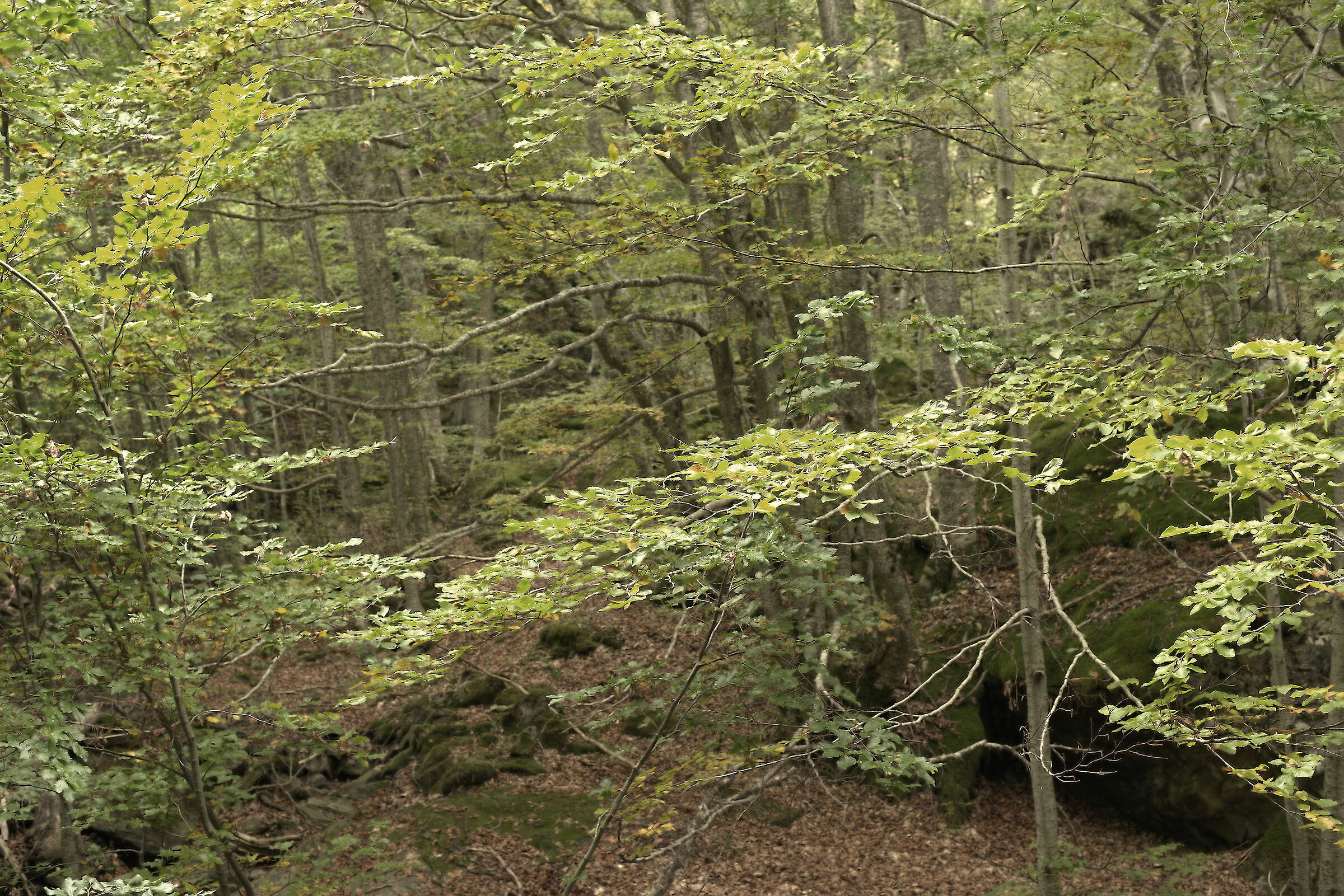 Faggeta downstream Castellana