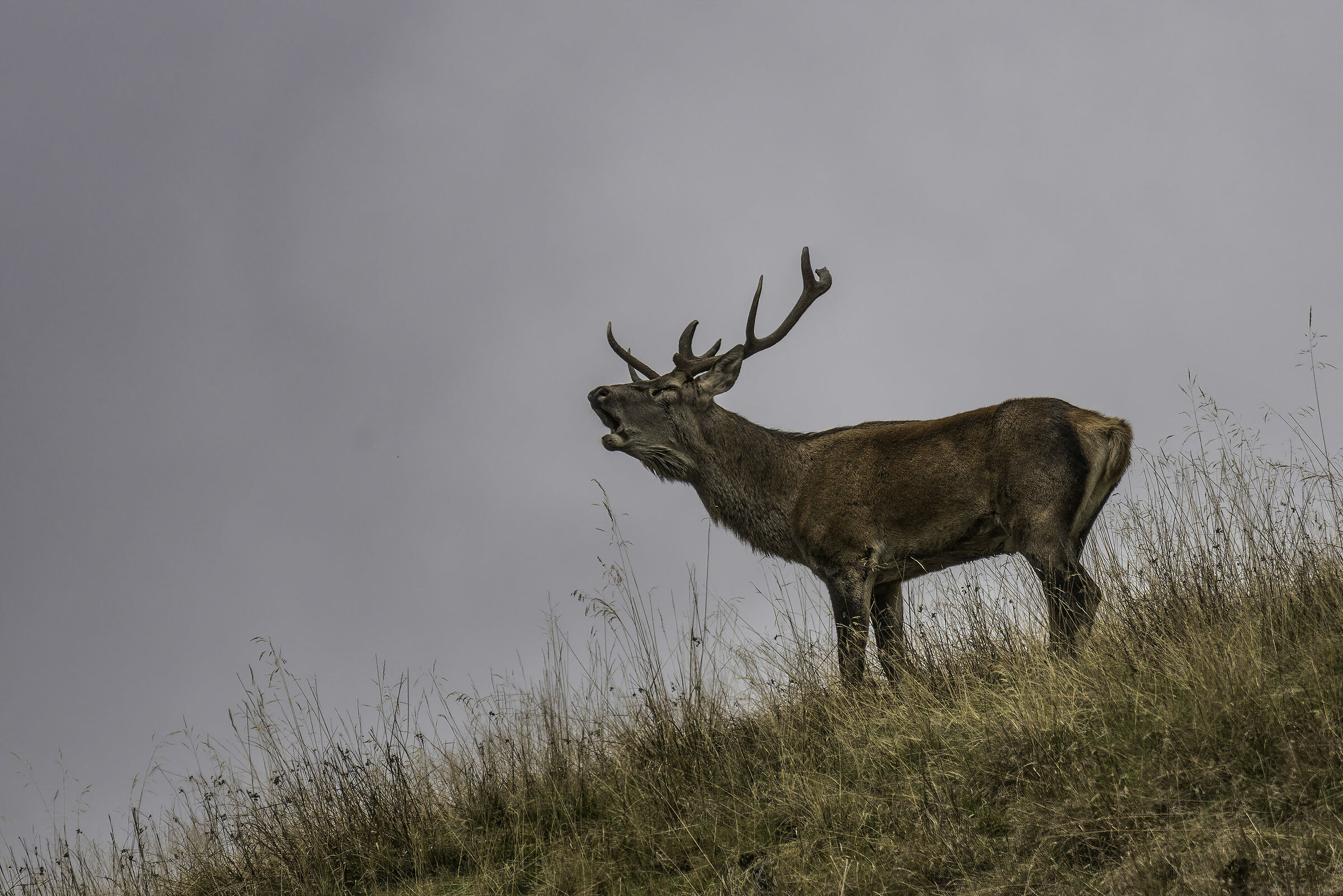 Deer in craving , carnic alps 2019