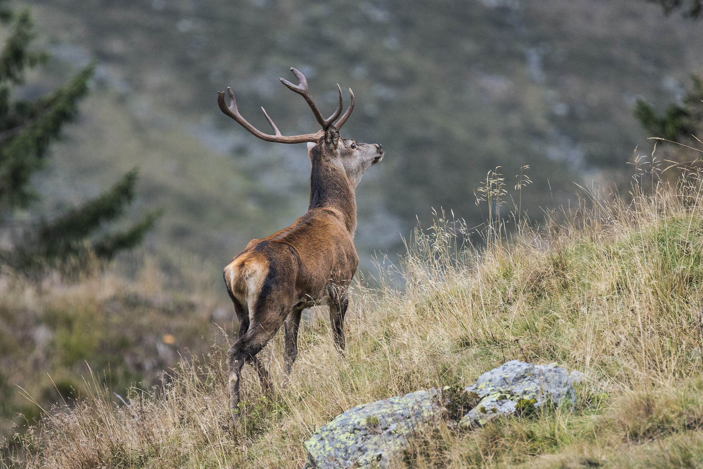 Deer, carnic alps 2019