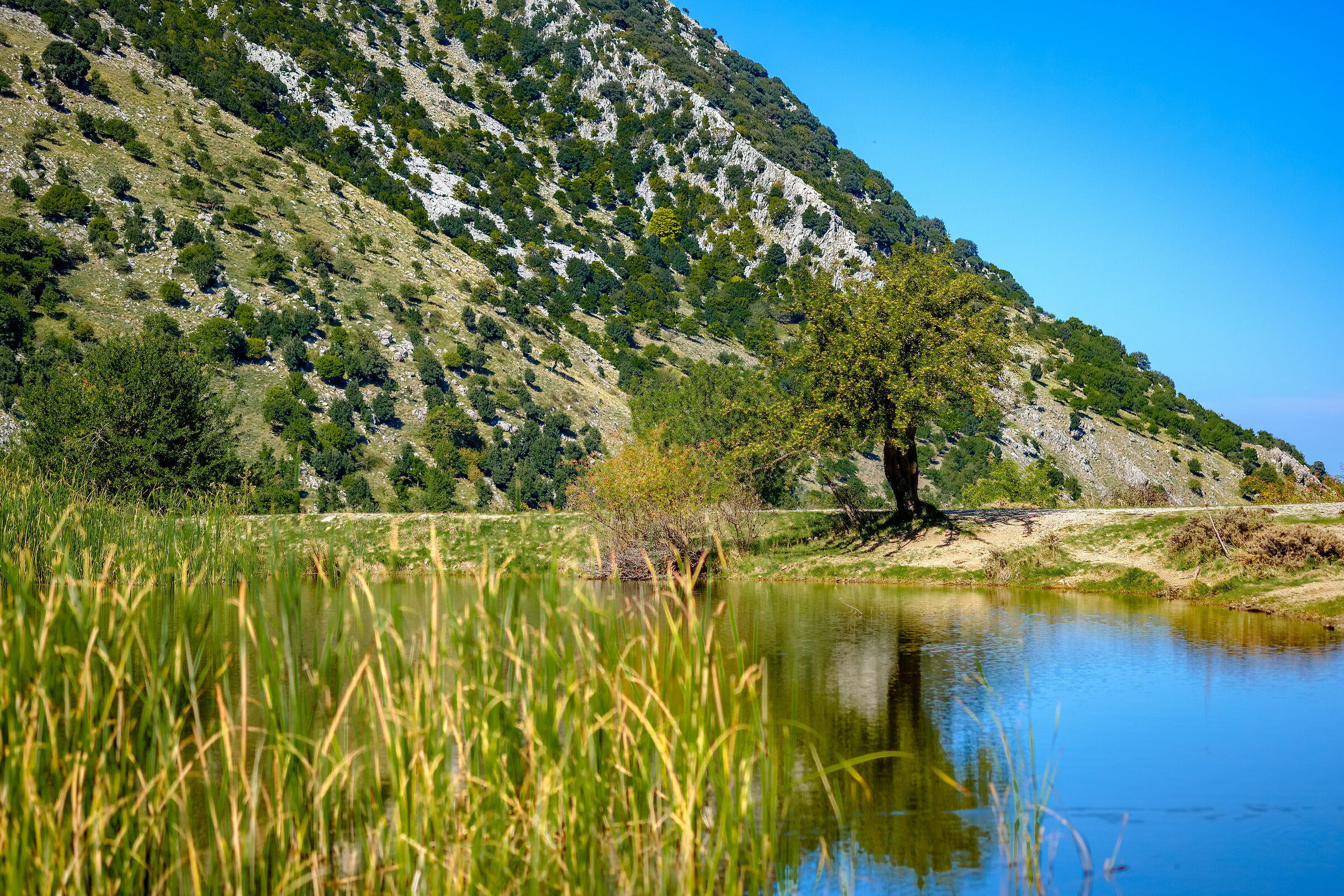 Pond "Count's Herd"1