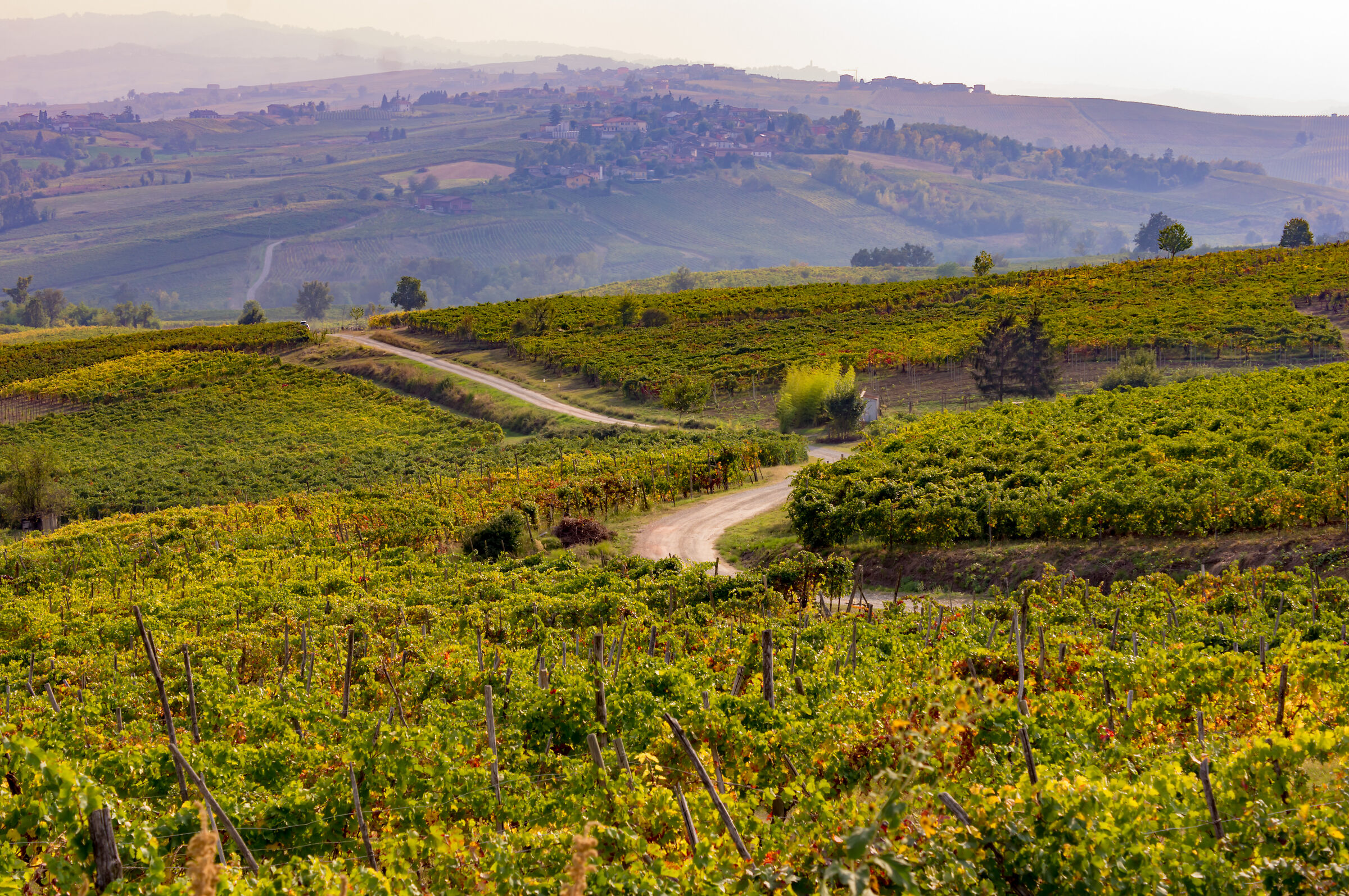 curves and vineyards
