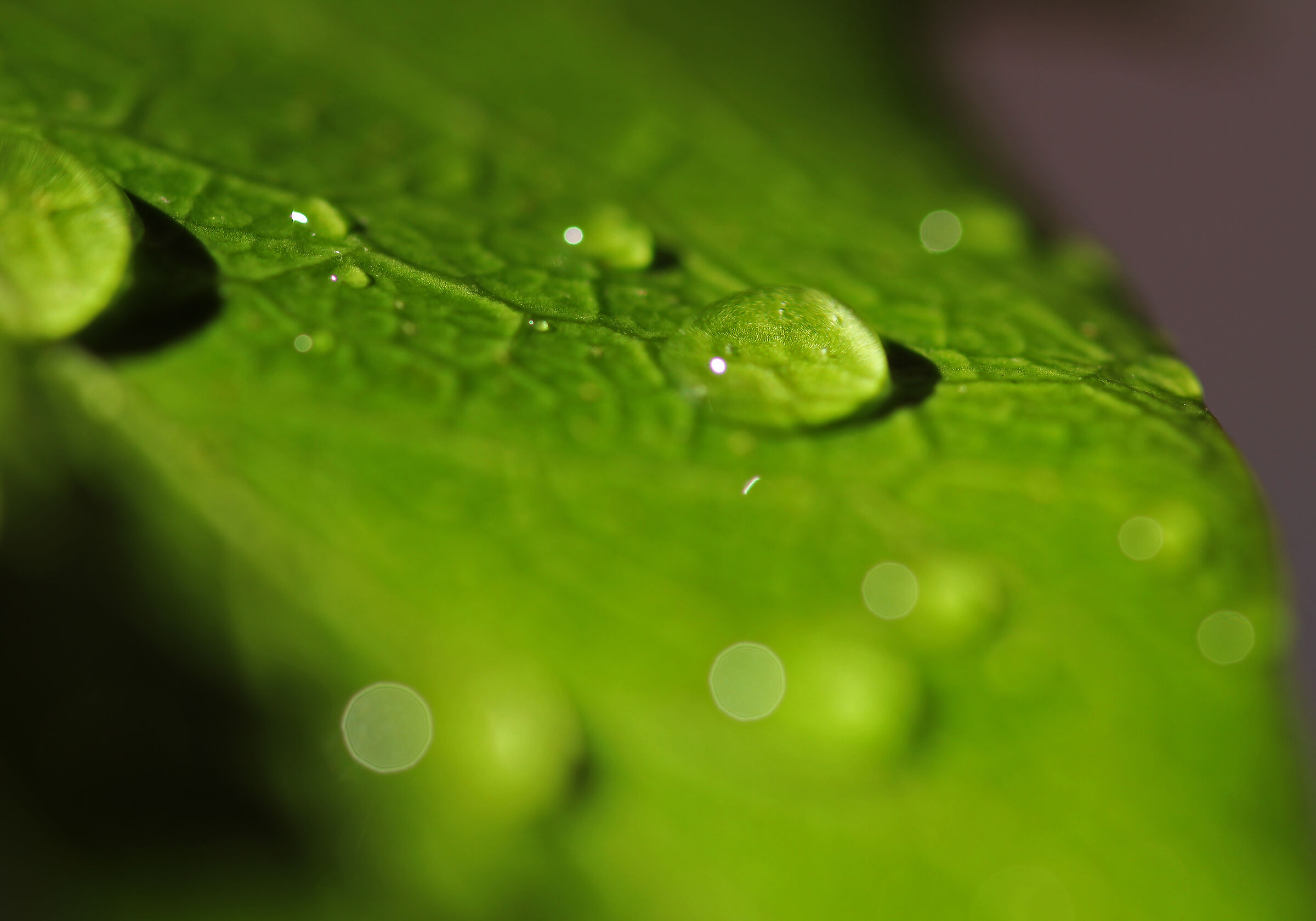 Green and drops