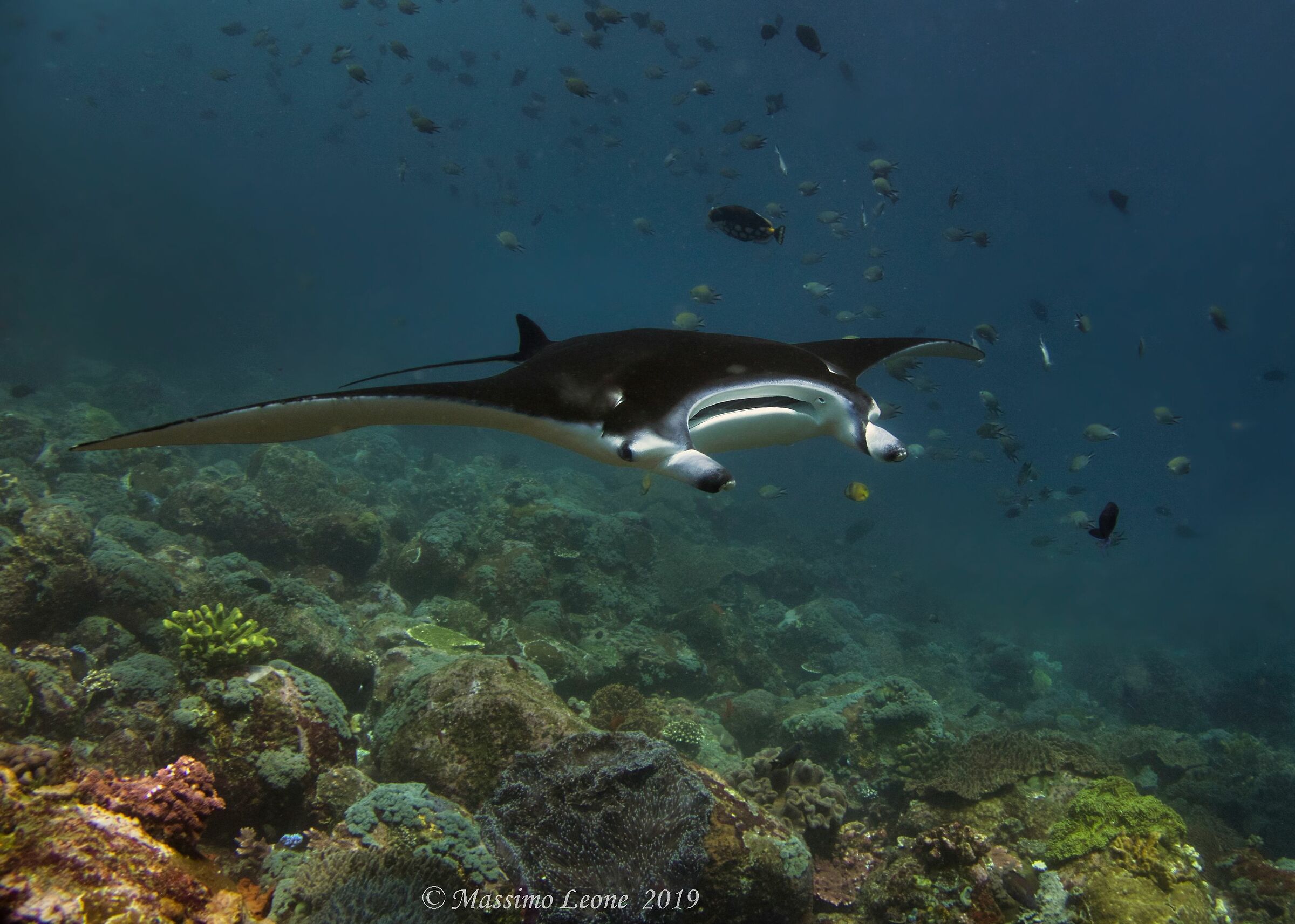 Manta (Komodo)