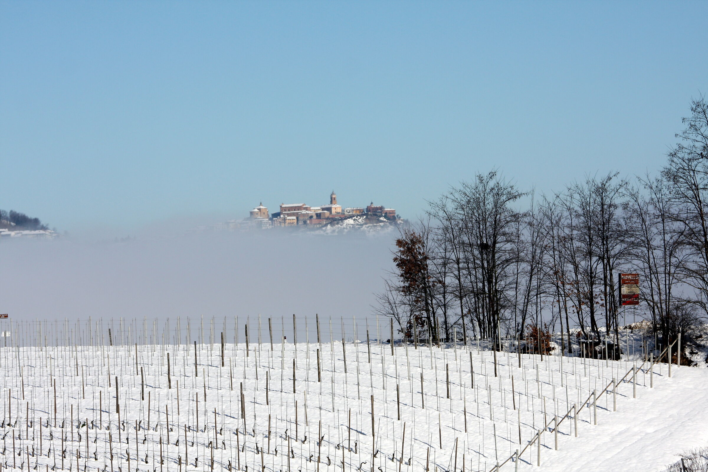 9992 - Vineyards at rest