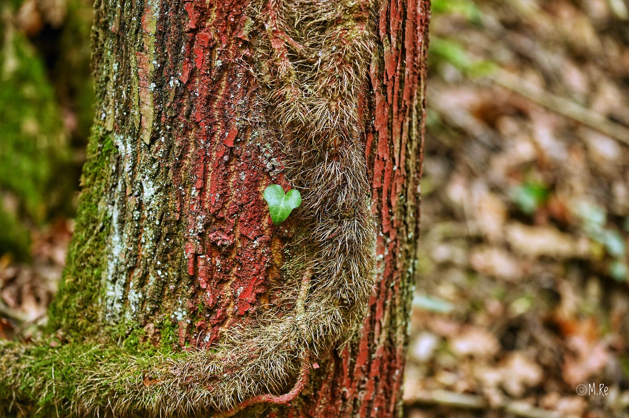 Red tree