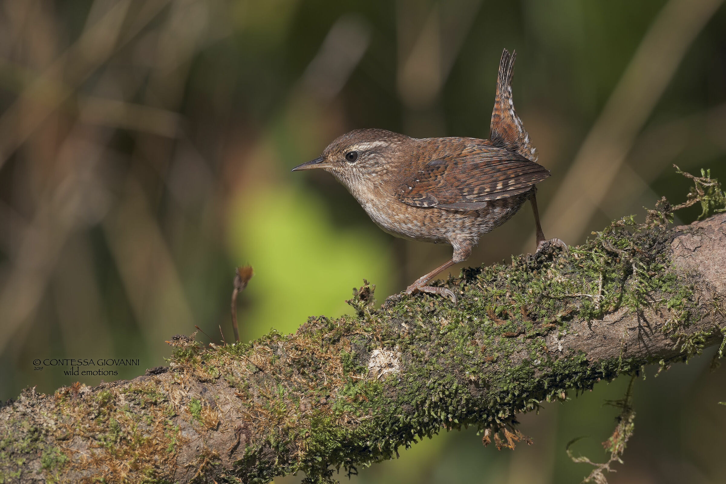Wren
