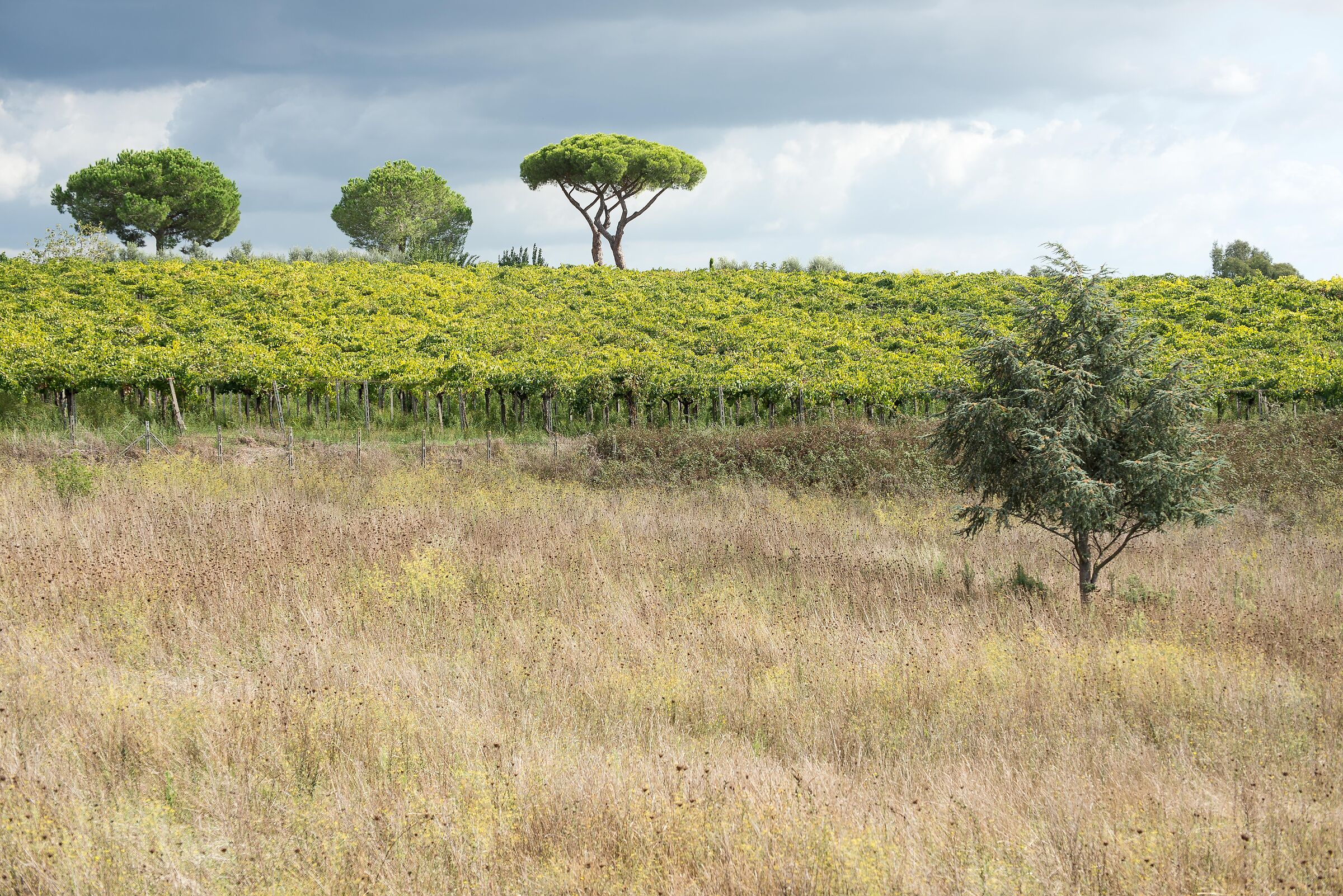 Campagna Romana