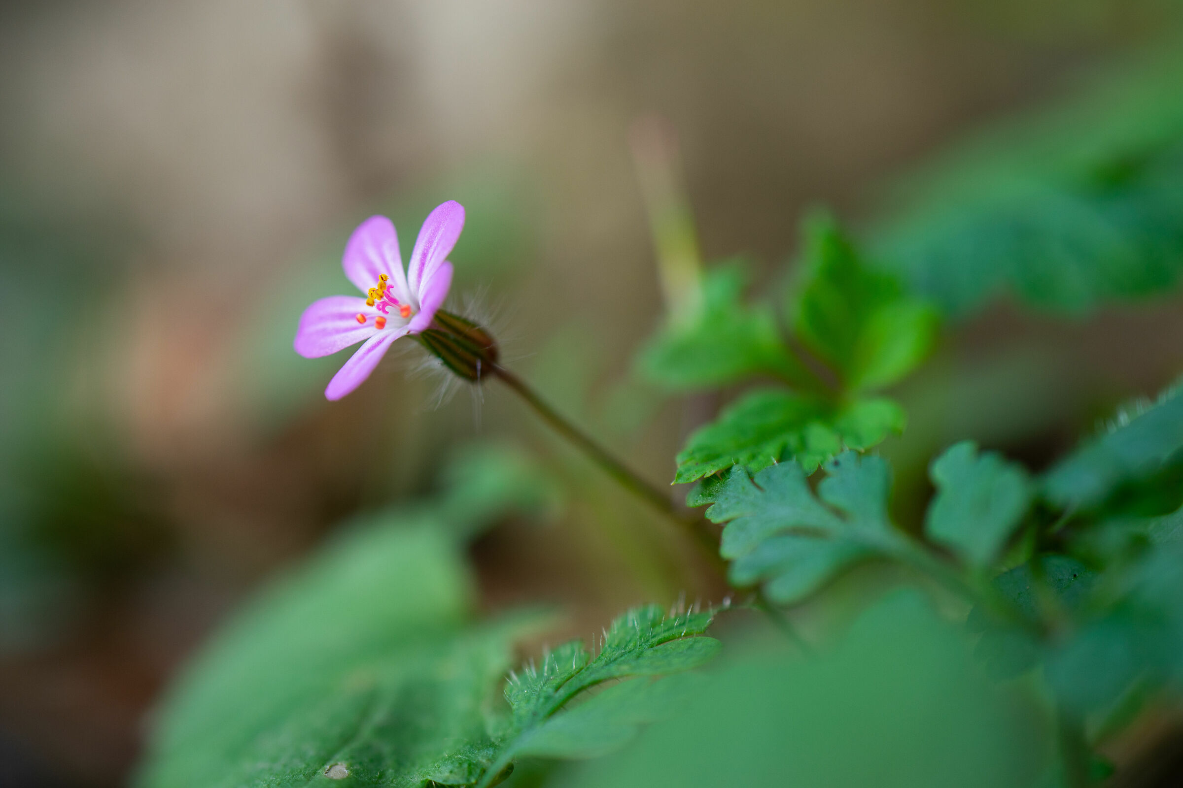 Geranium robertianum