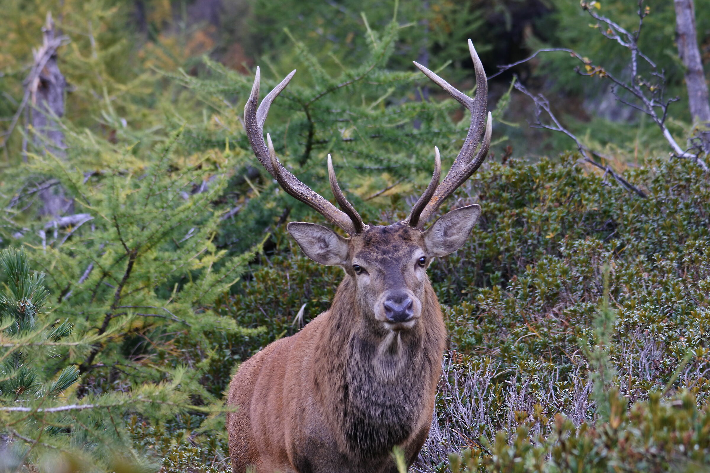 The king... finally close