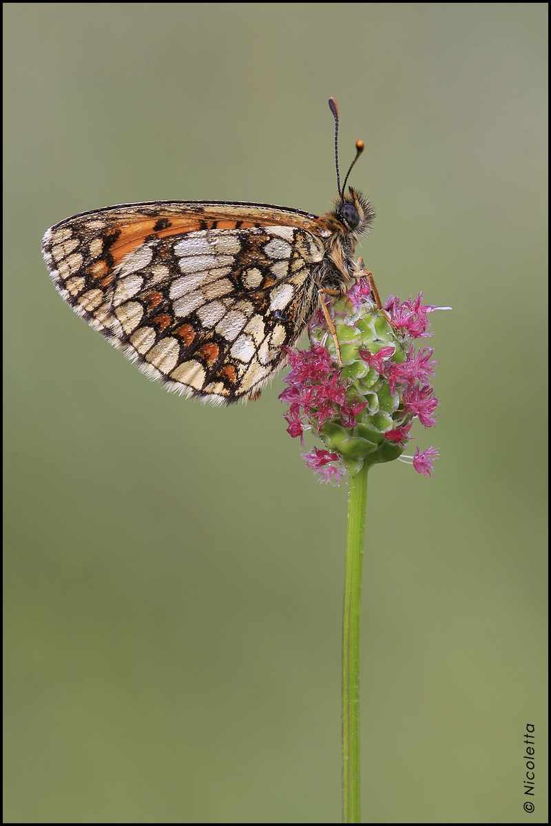 Melitaea Athalia