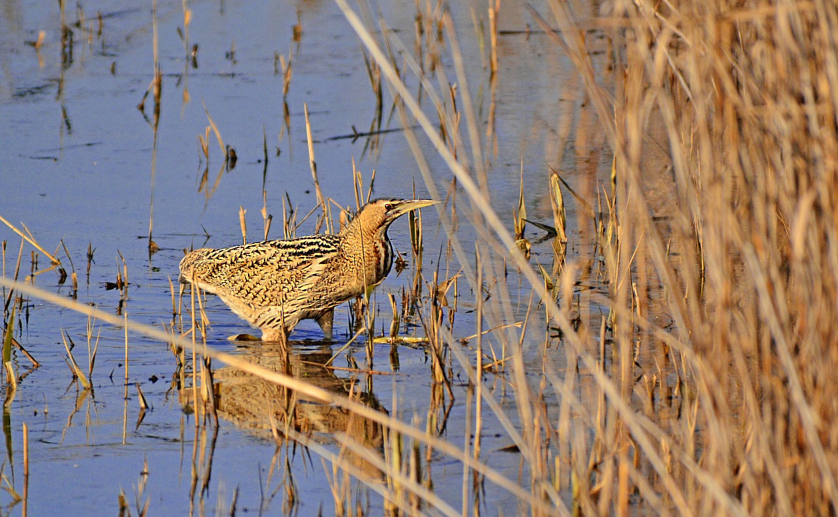 Bittern!