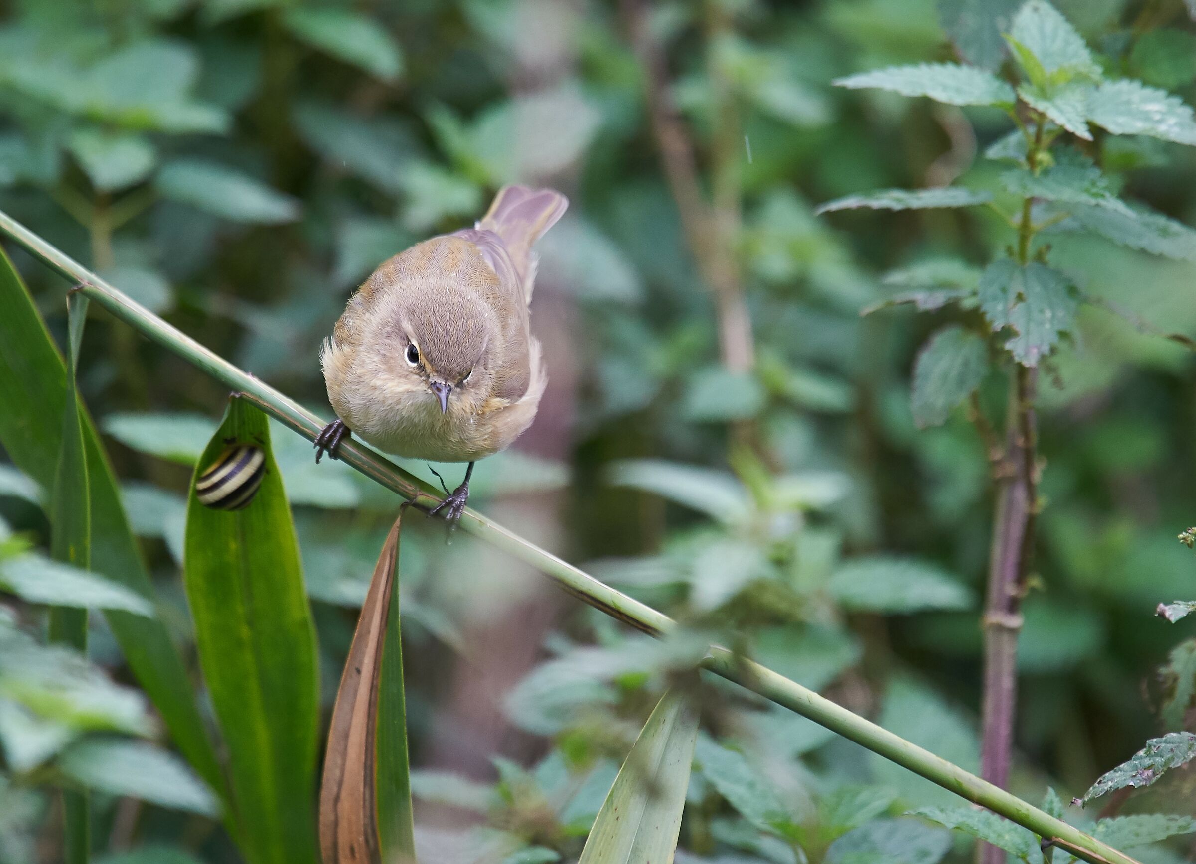 Chiffchaff