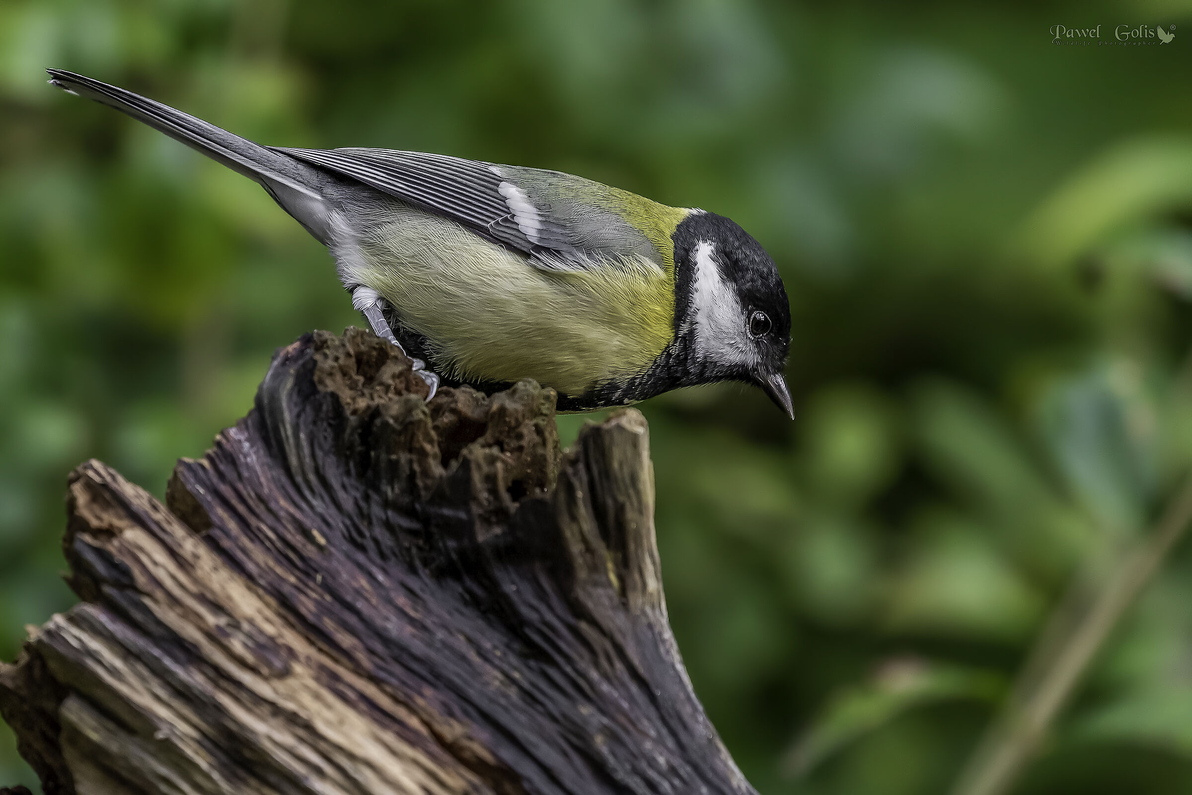 La grande tit (Parus major)