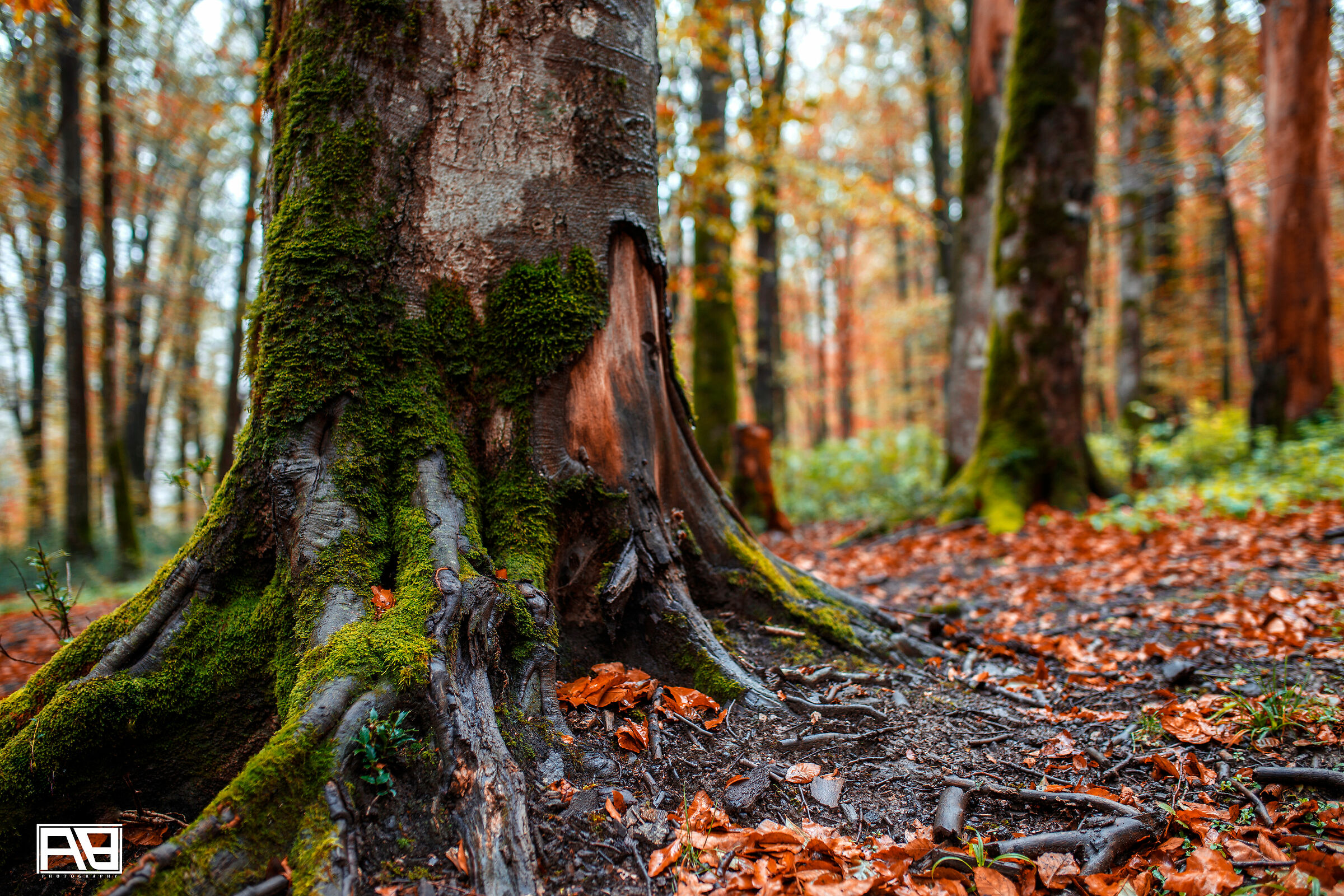 Febbre della giungla