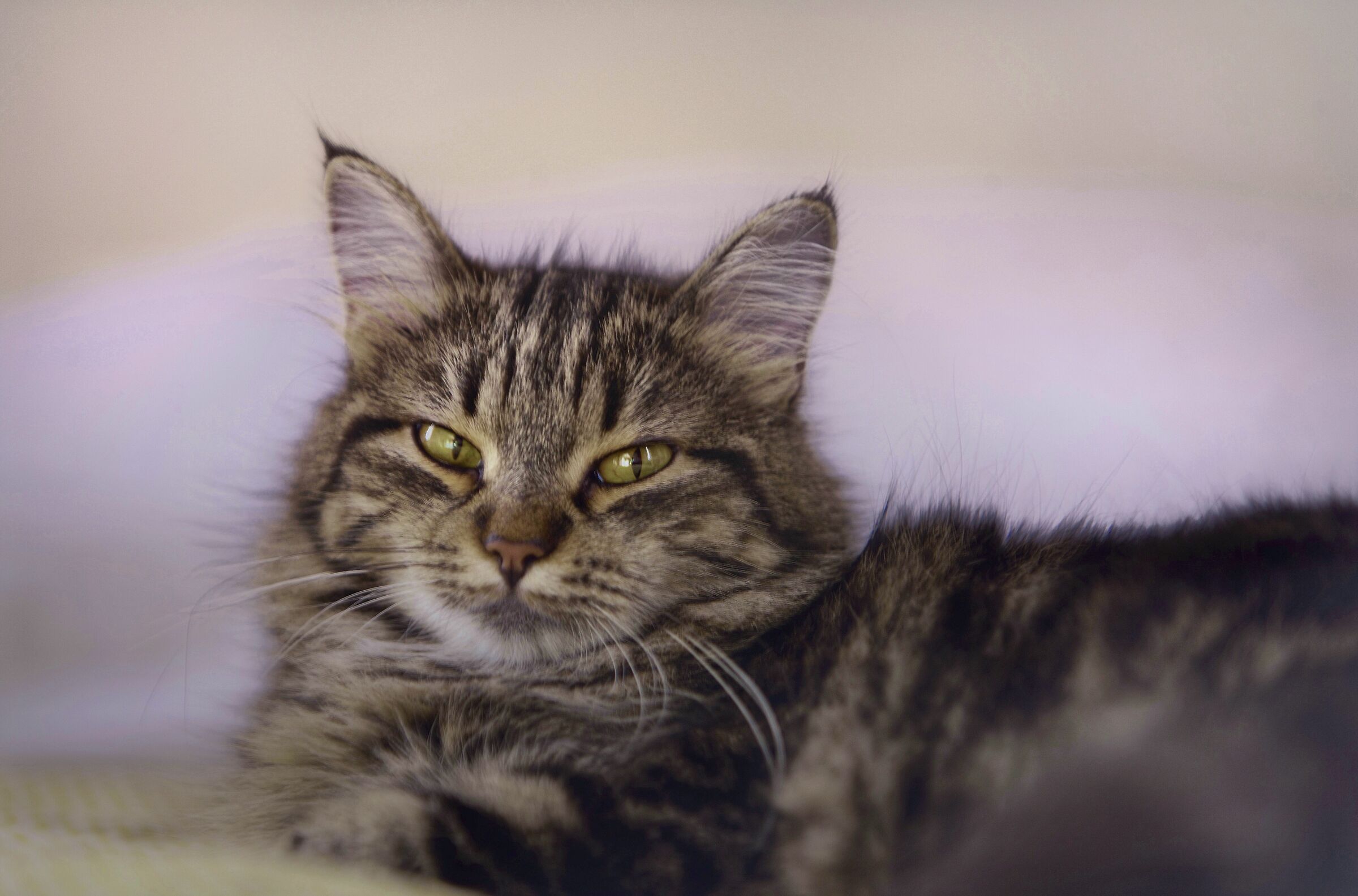 Cattus 2