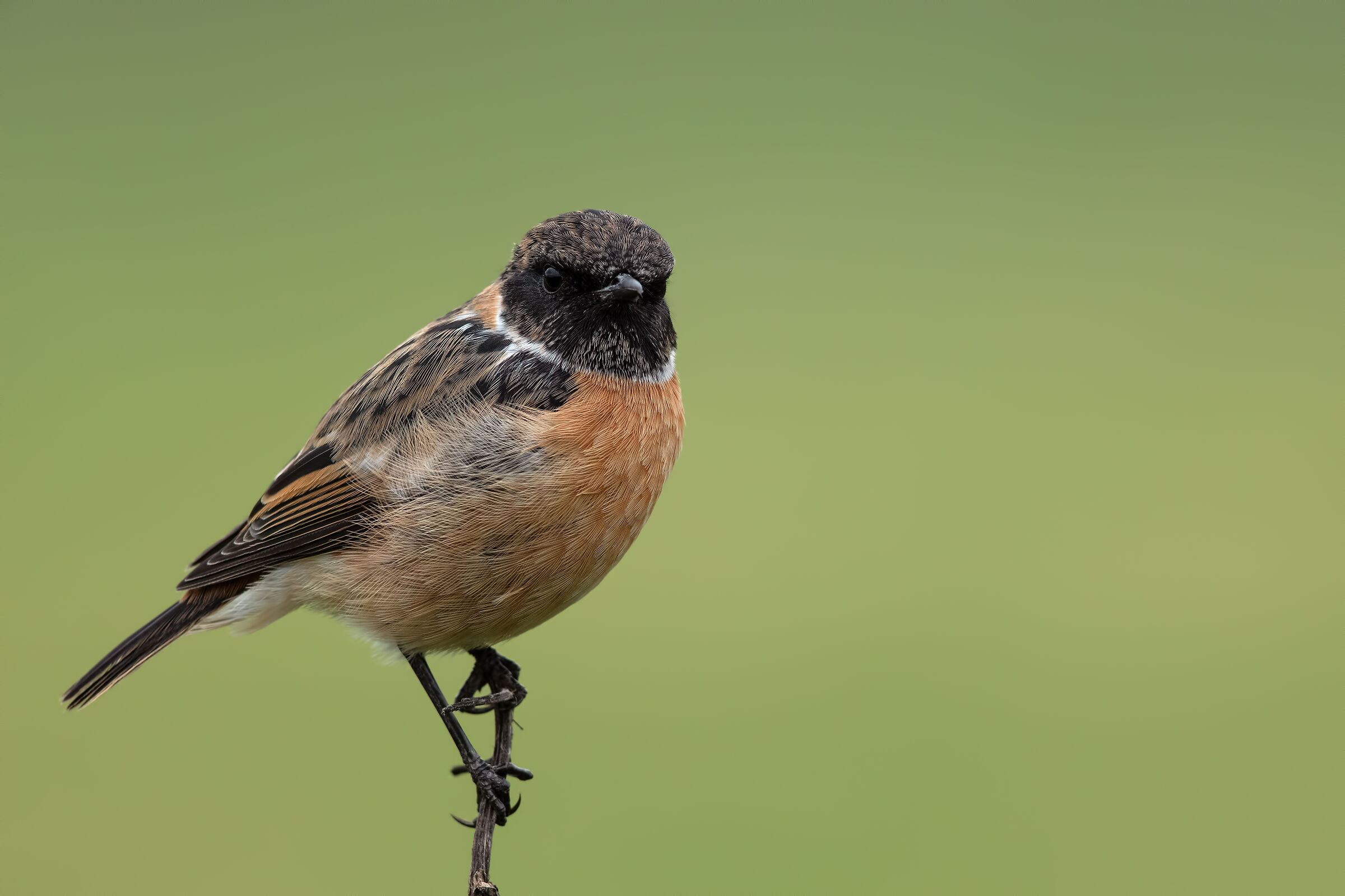 Saltimpalo - European Stonechat