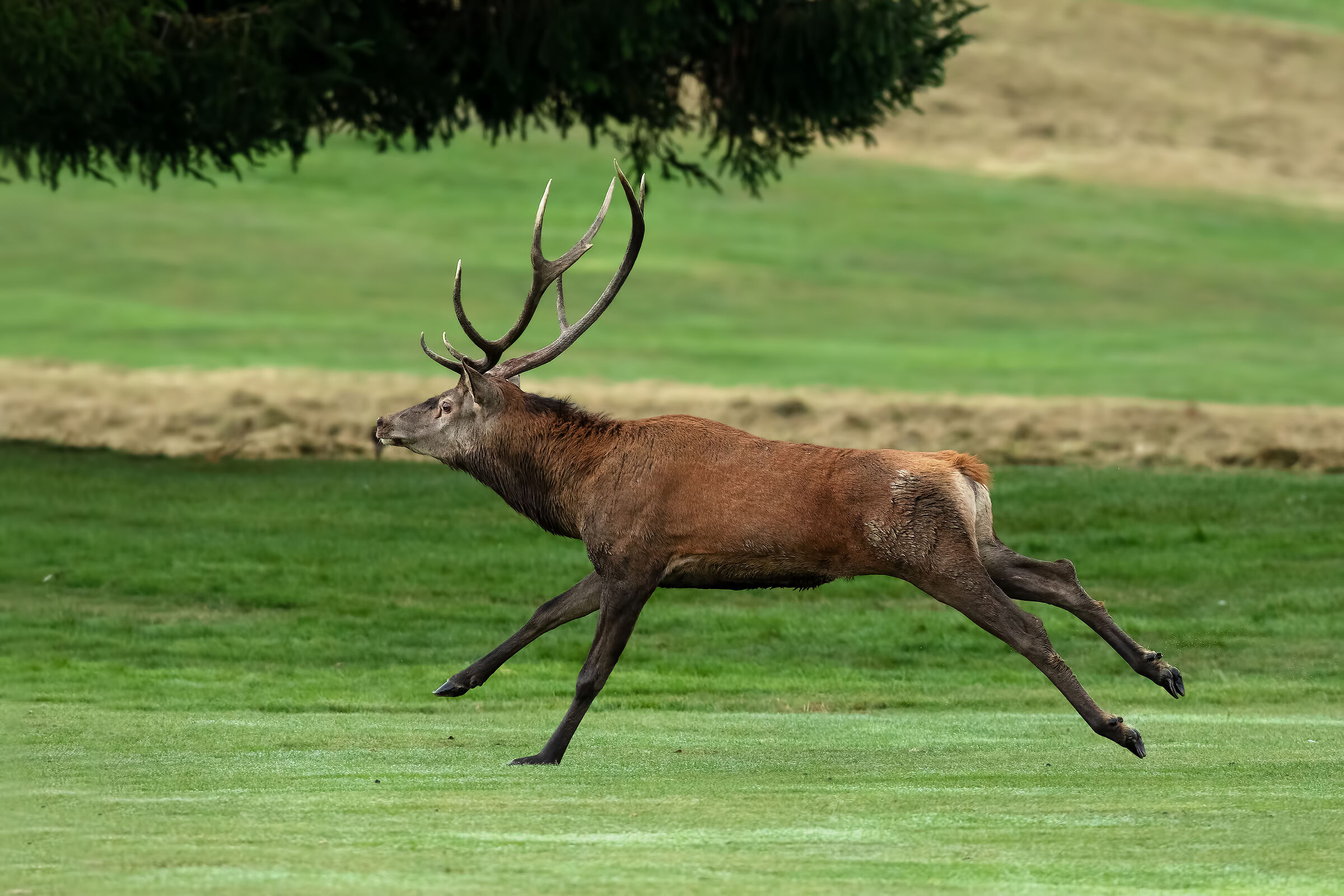 Deer on the golf course