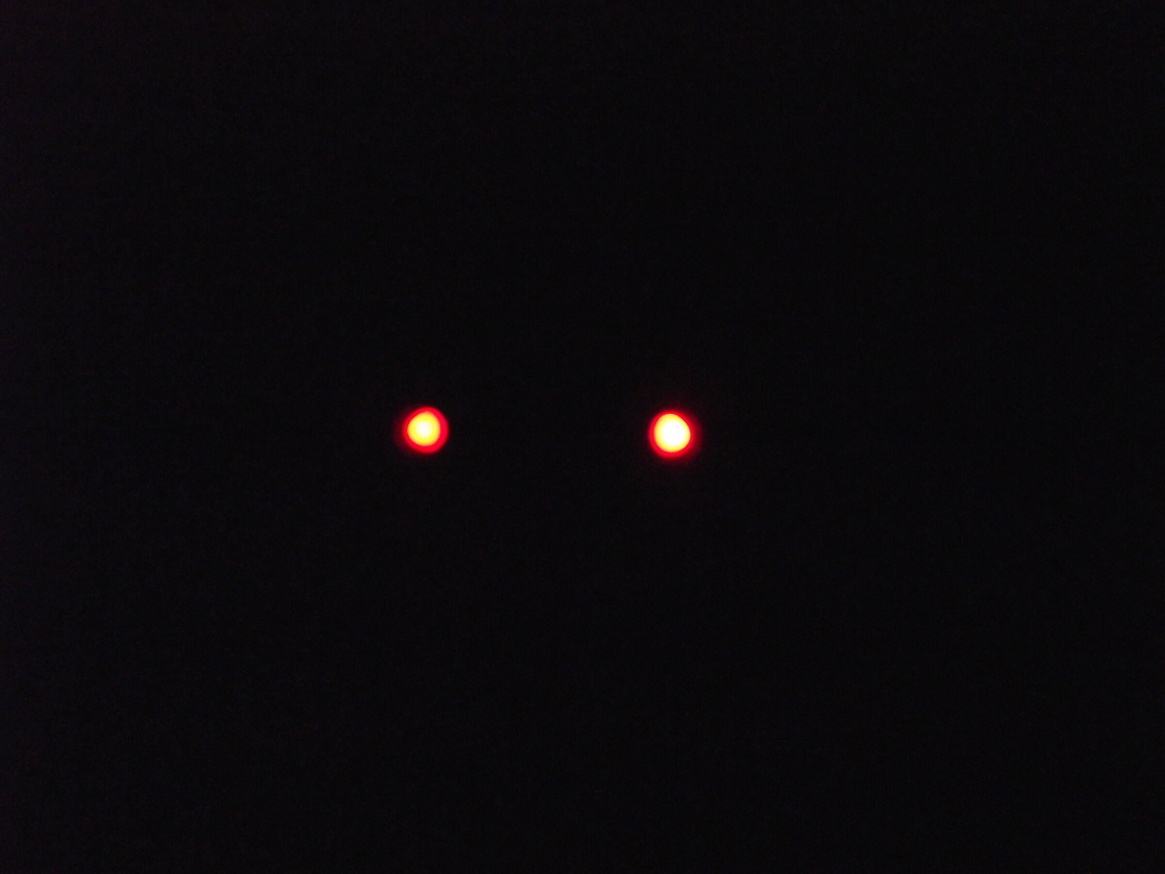 Occhi di gatto notturno