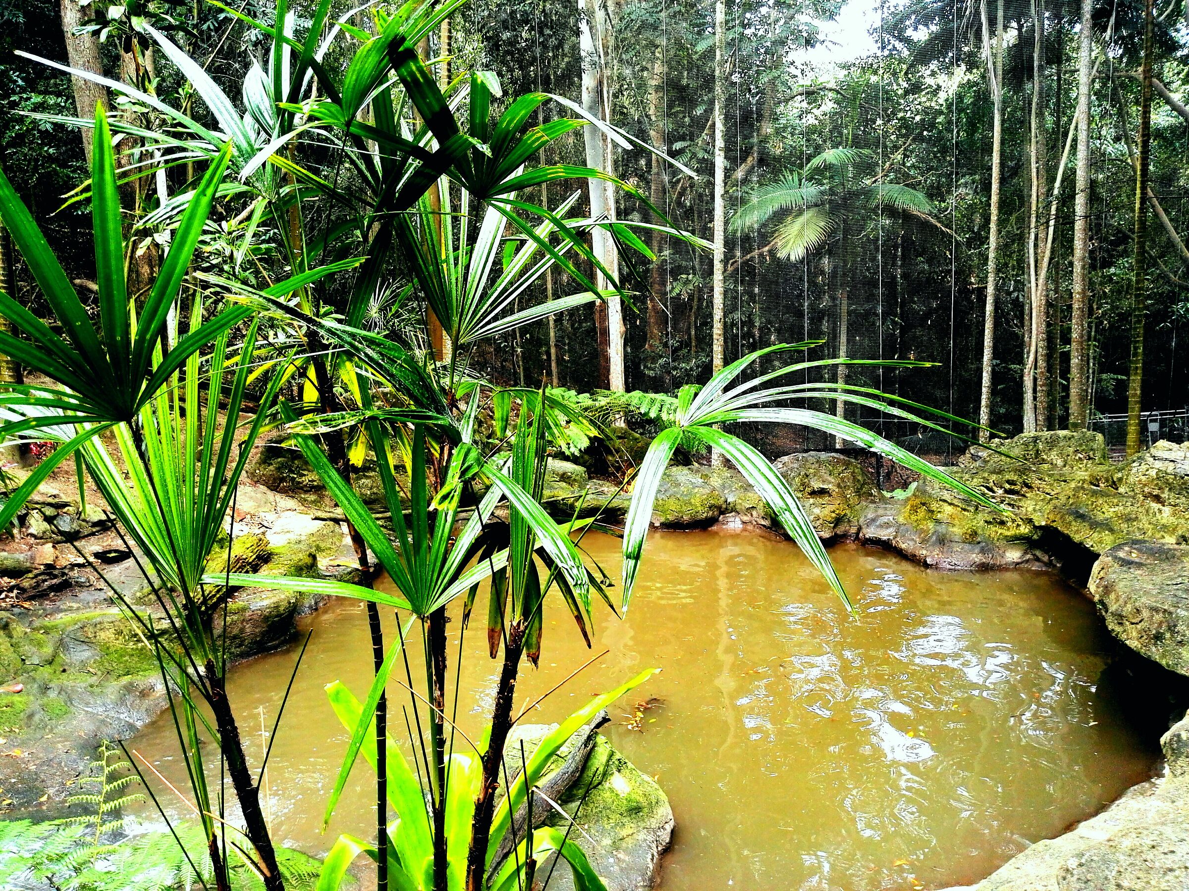 Rainforest to queesland