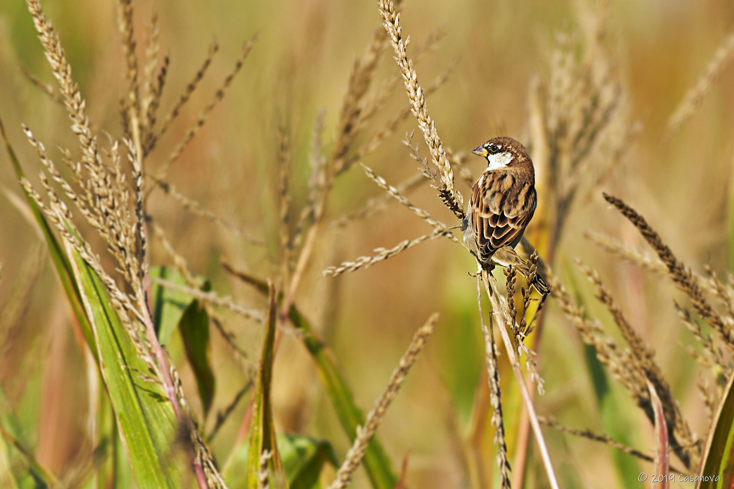 Lone sparrow...