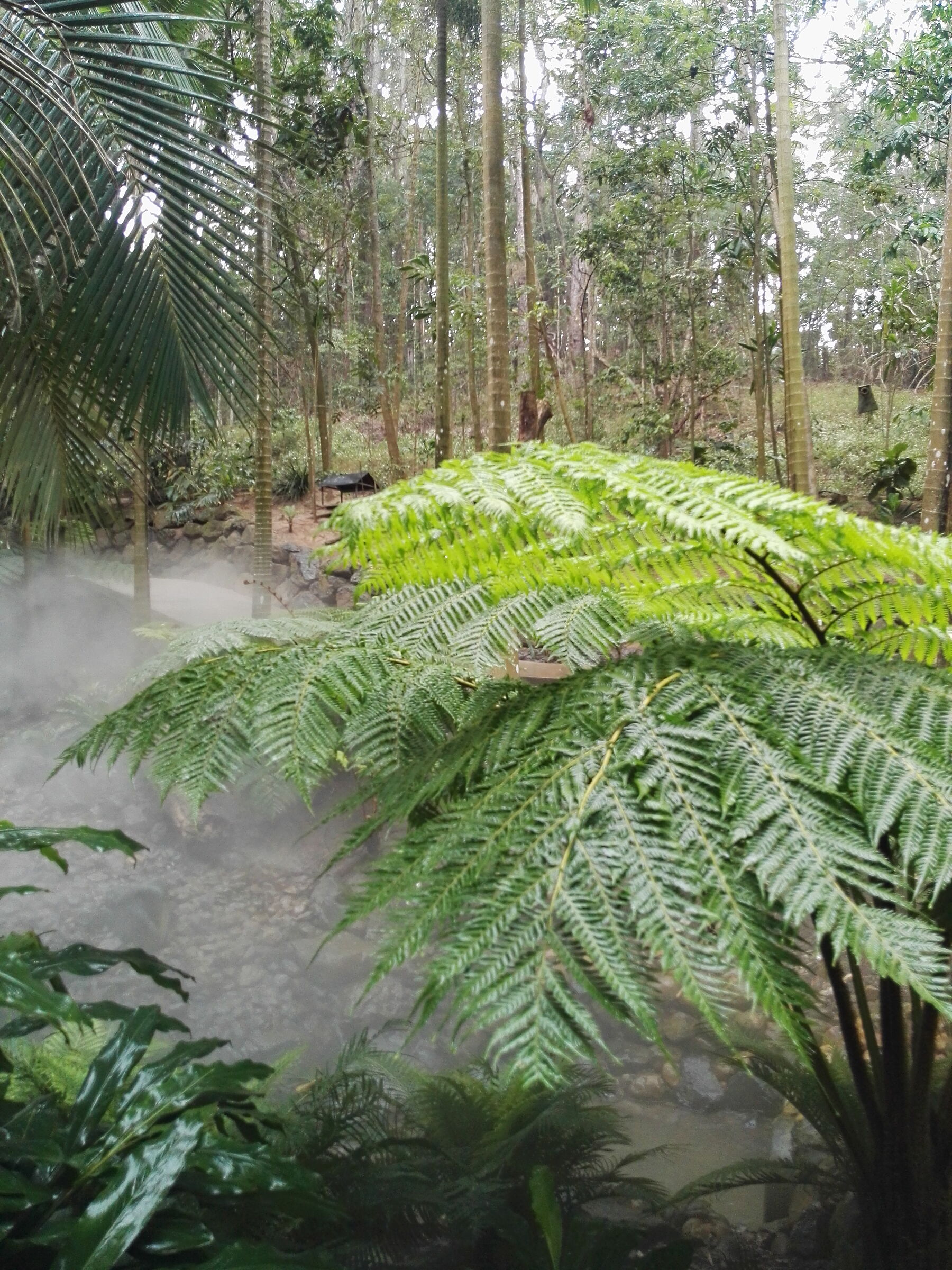 Rainforest to queesland