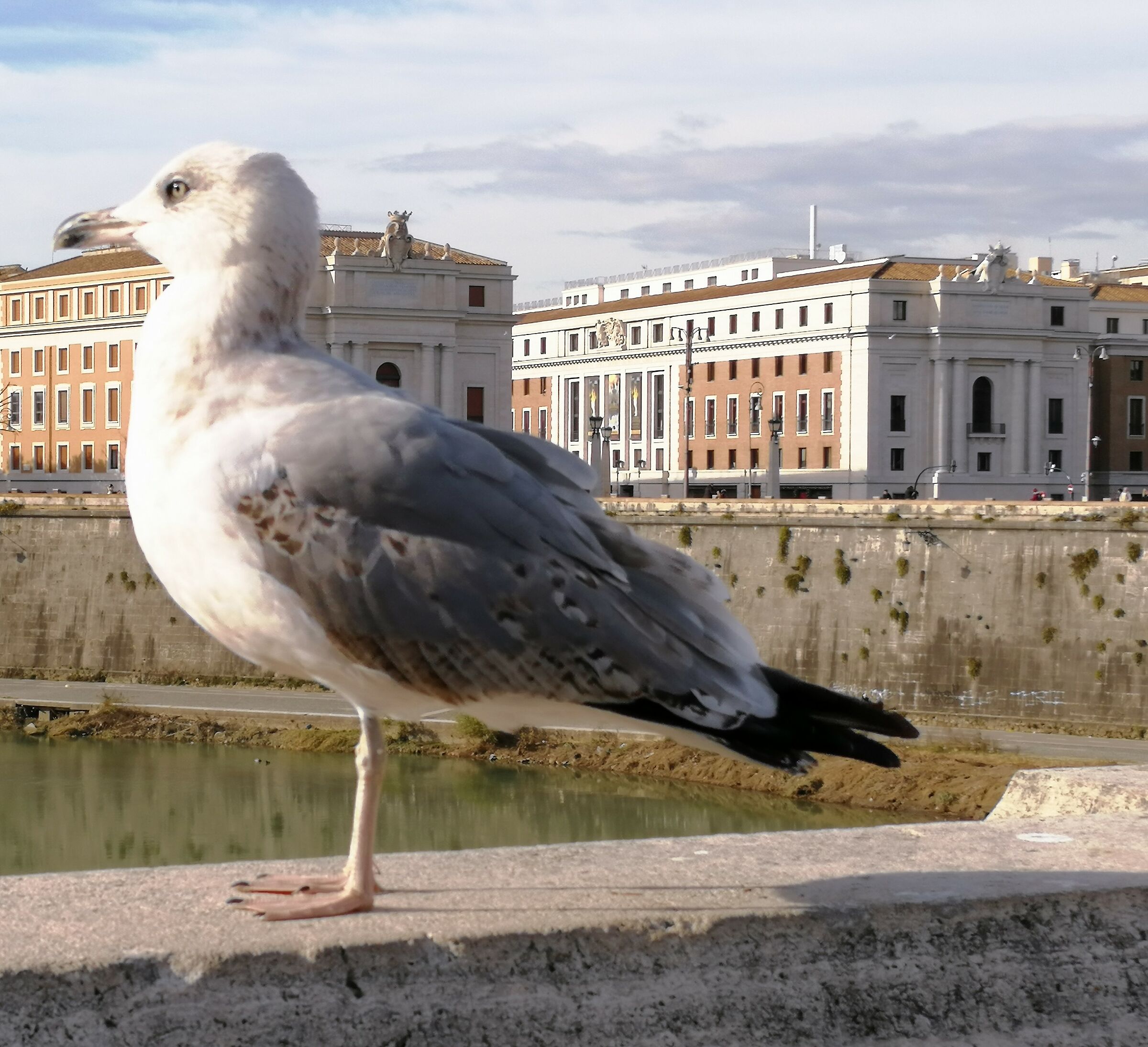 Citizen Seagull