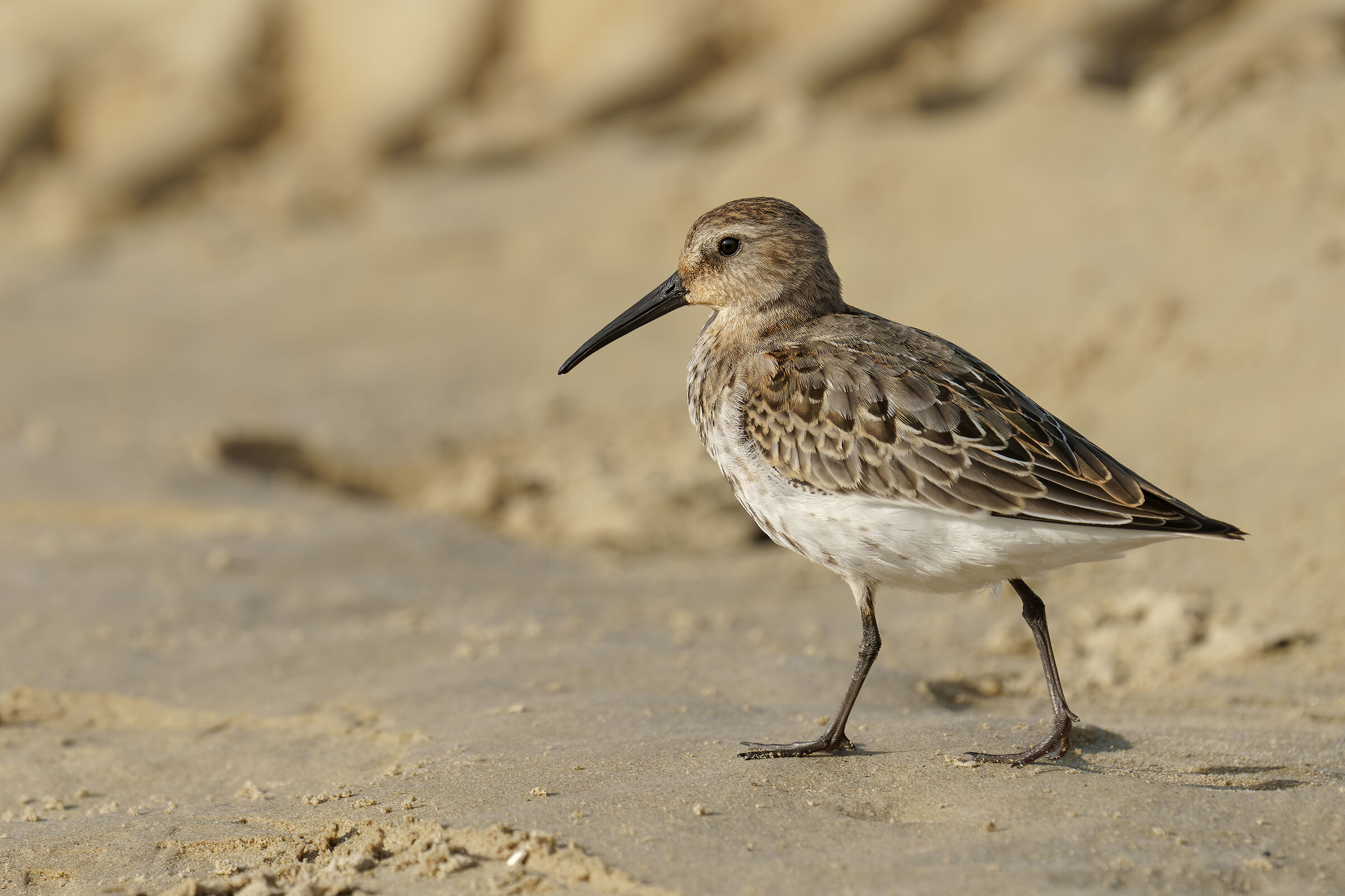 Piovanello pancianera (Calidris alpina)
