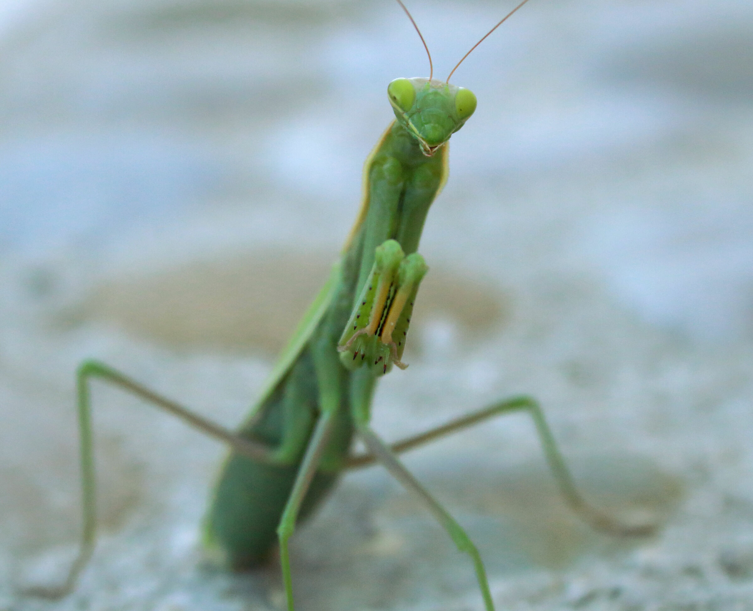 Religious mantis