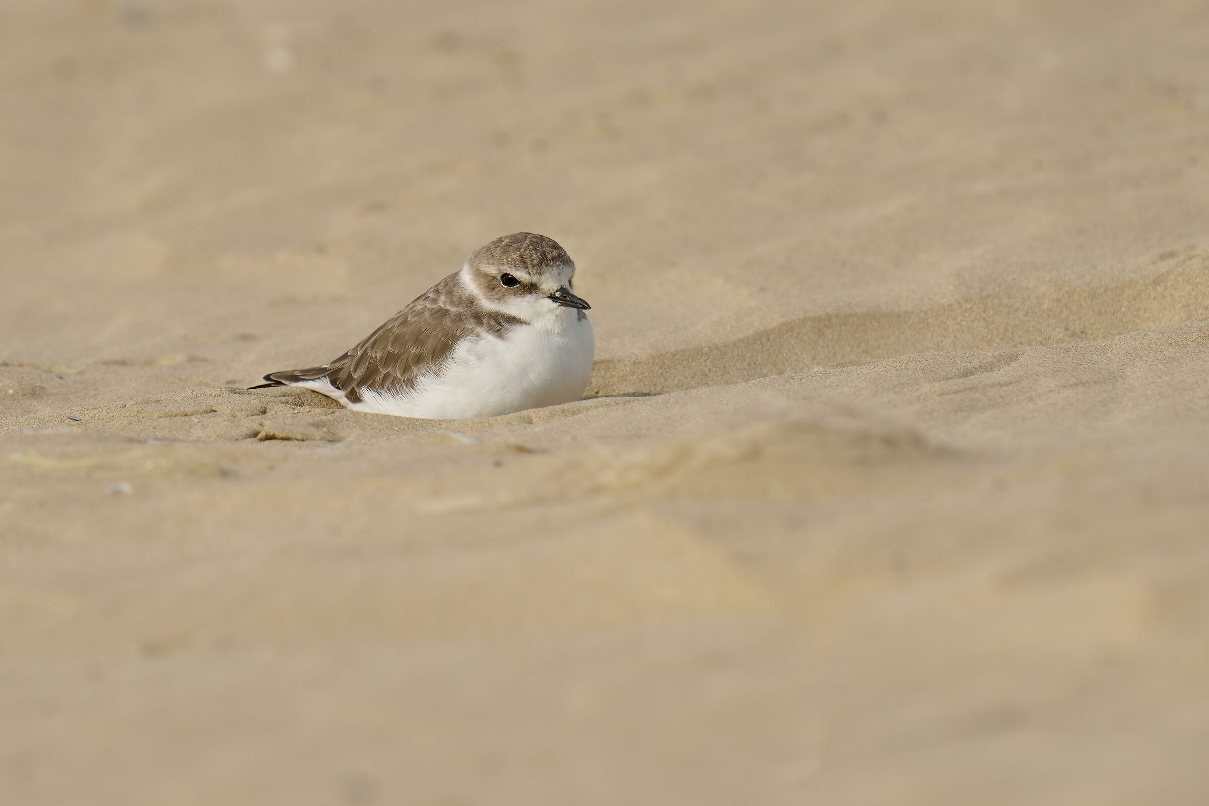 Fratino (Charadrius alexandrinus)