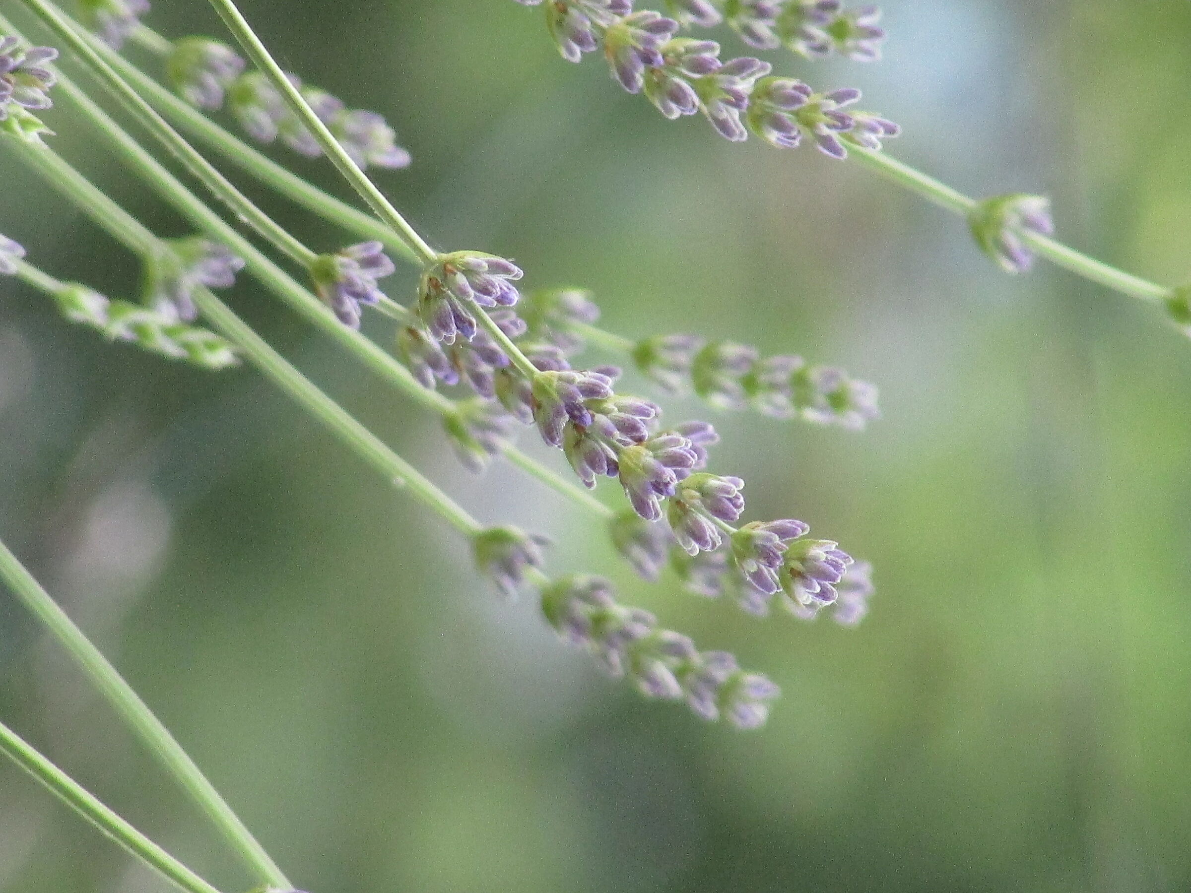 Fili di lavanda
