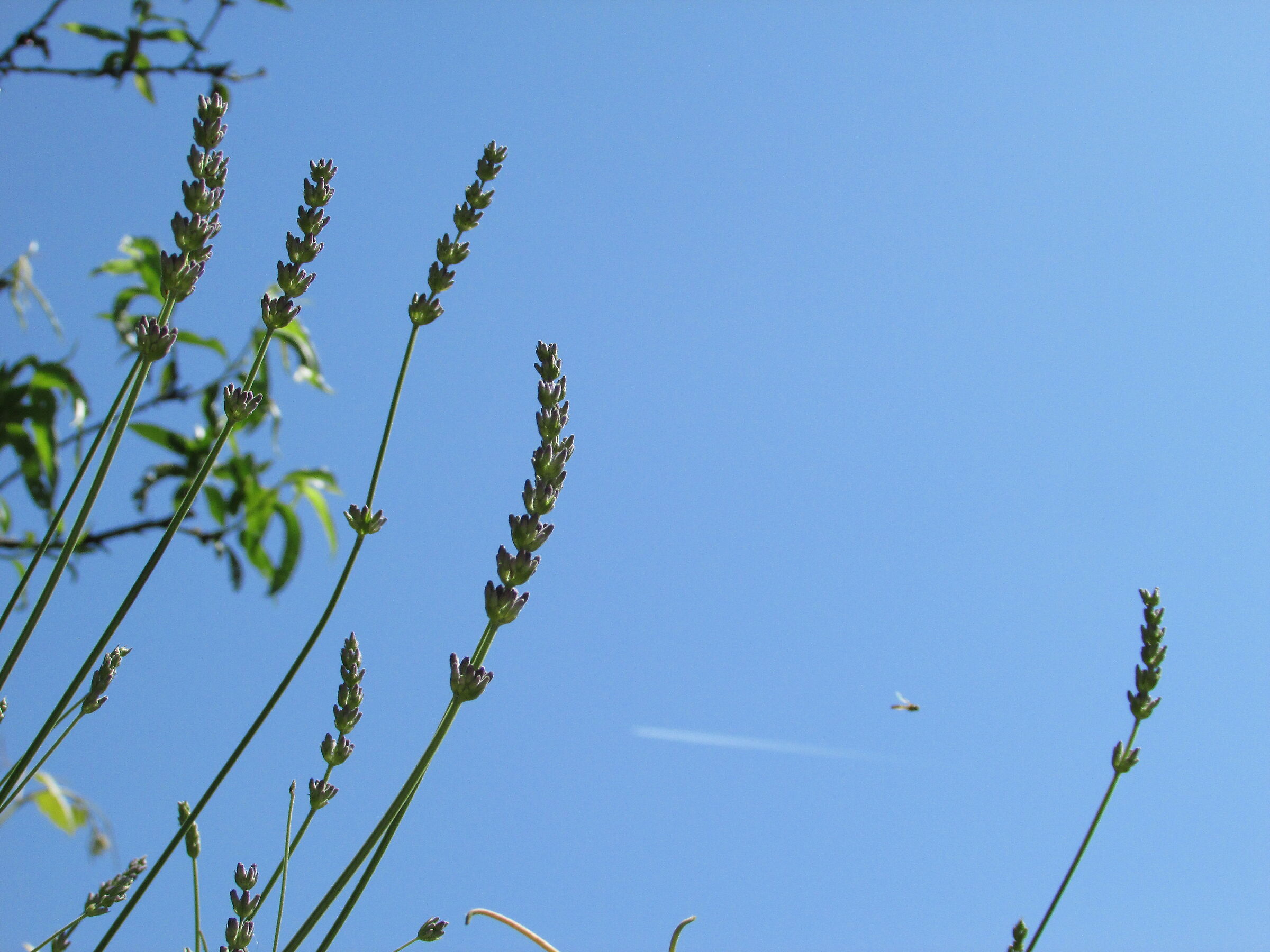 Volattili a confronto