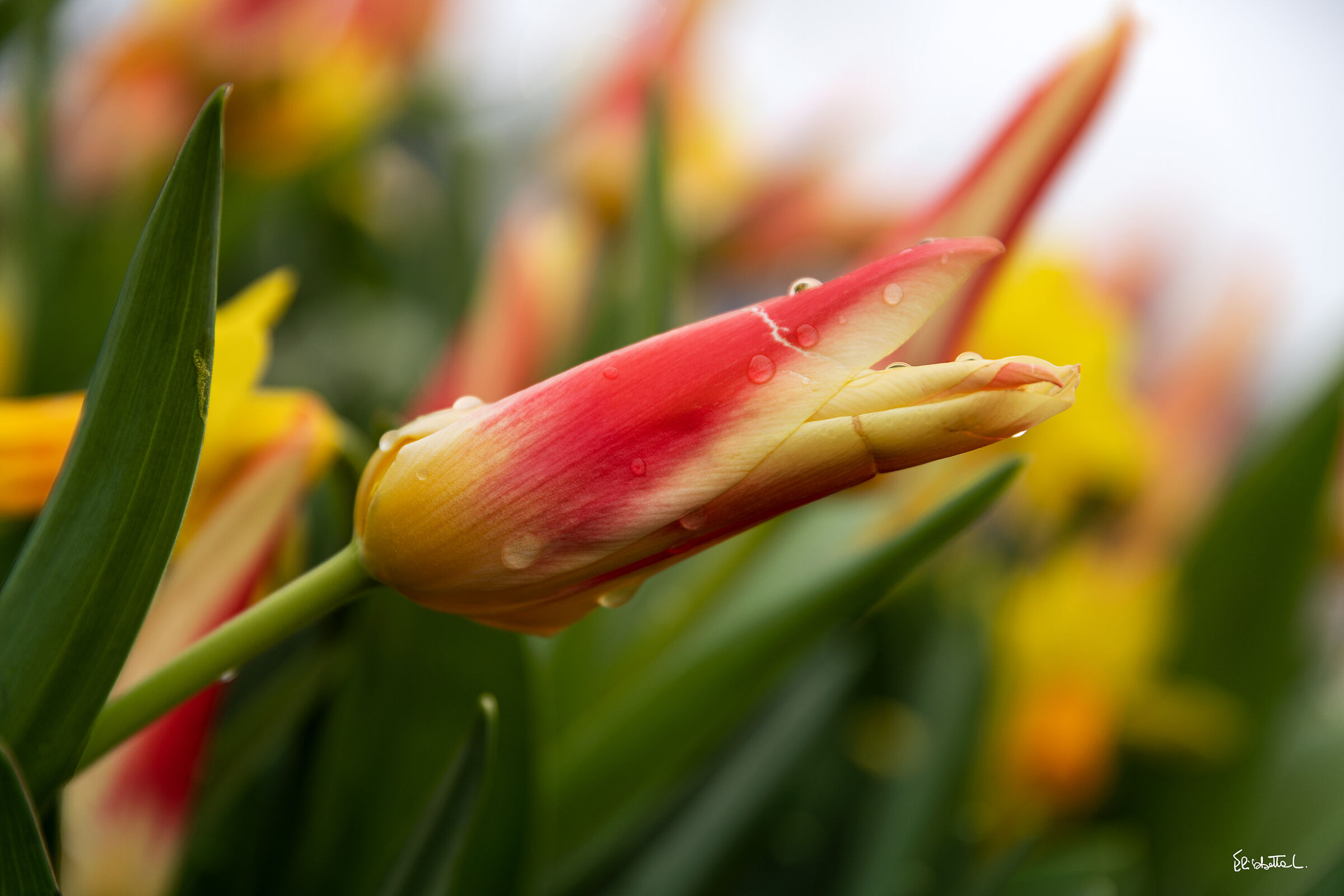 Tulipani sotto la pioggia a Helsingborg (Svezia)