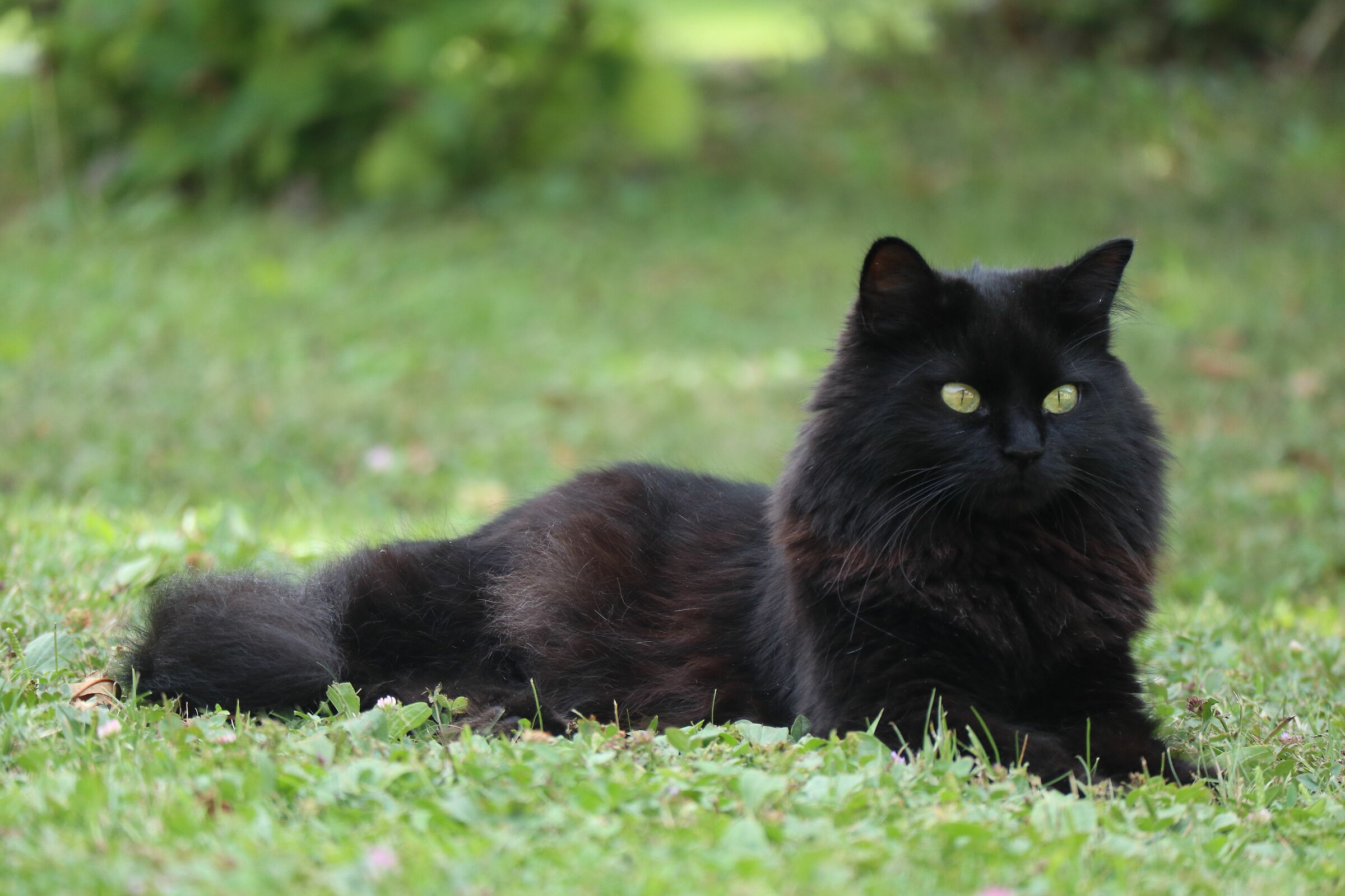 Lola il nostro gatto