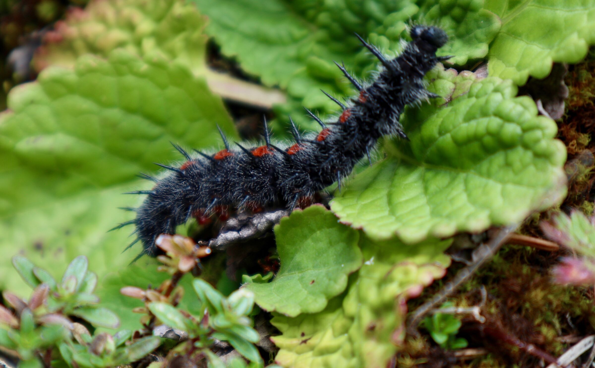Worm