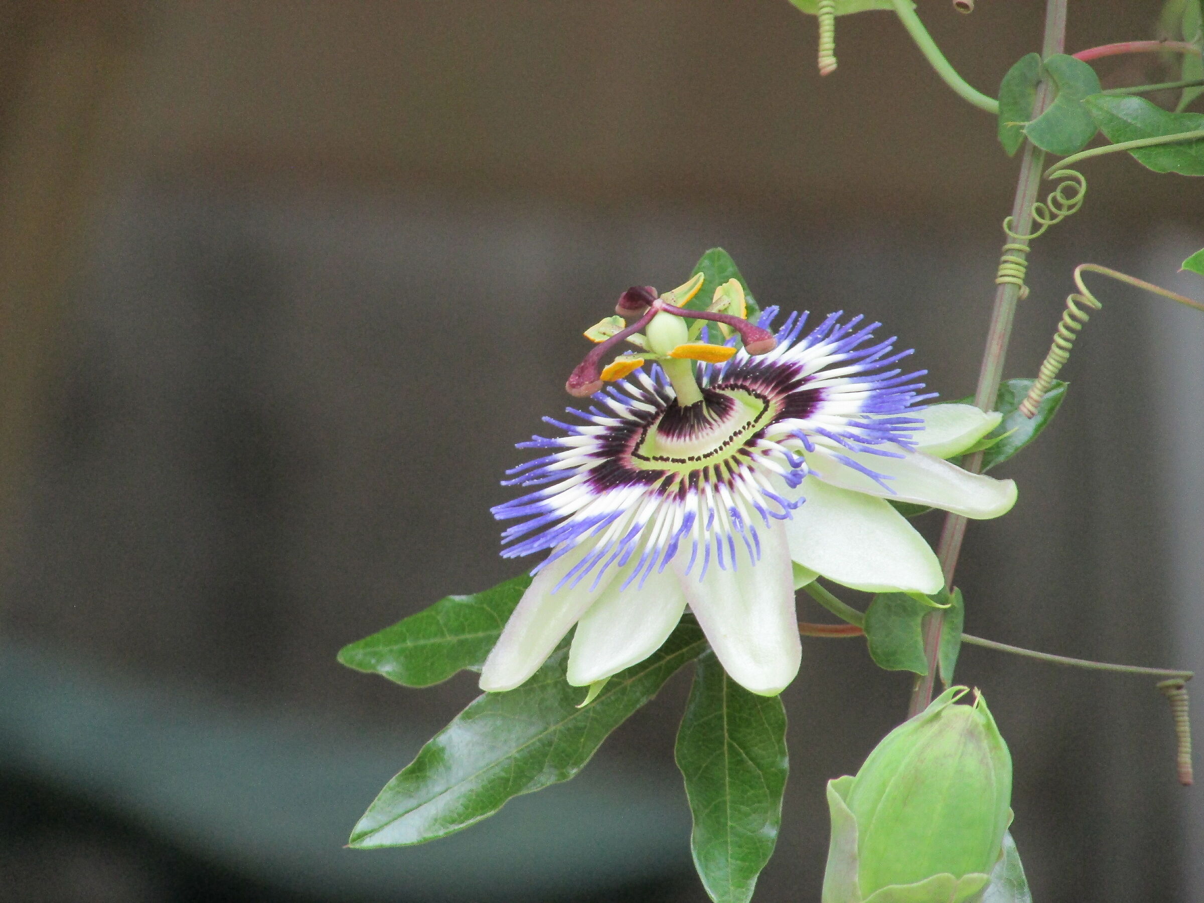 Passiflora