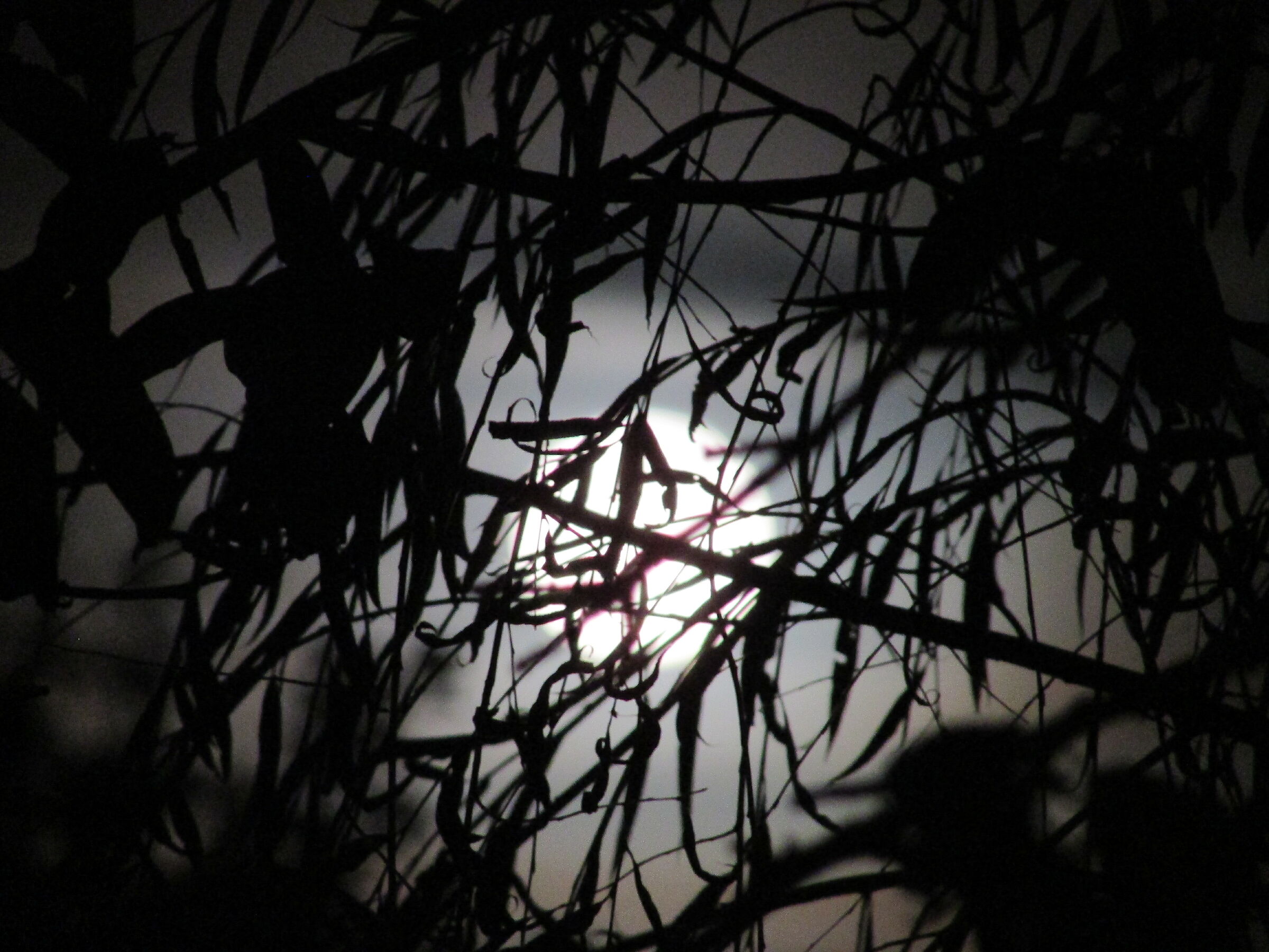 Notte misteriosa pt 2